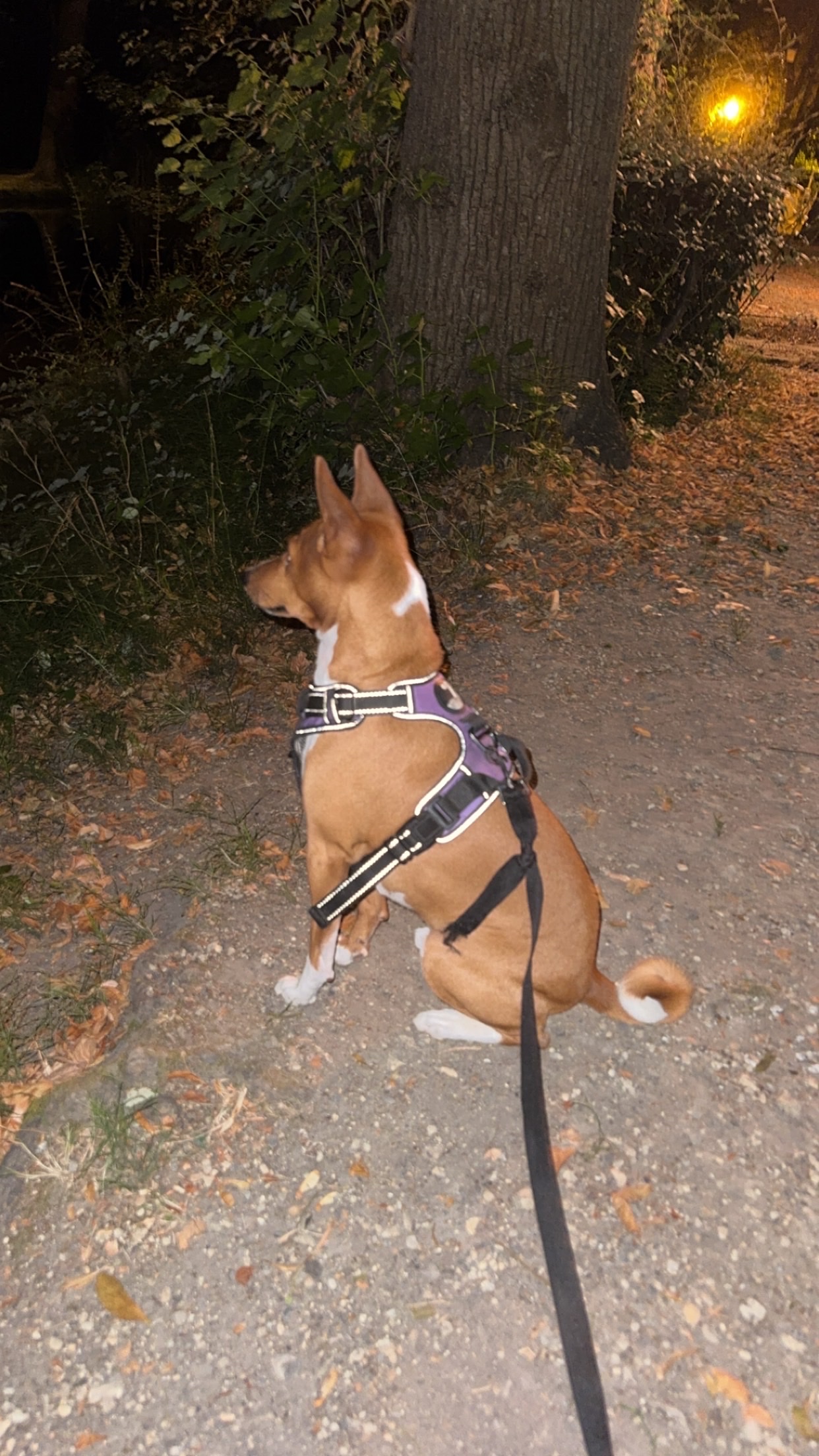 image-26