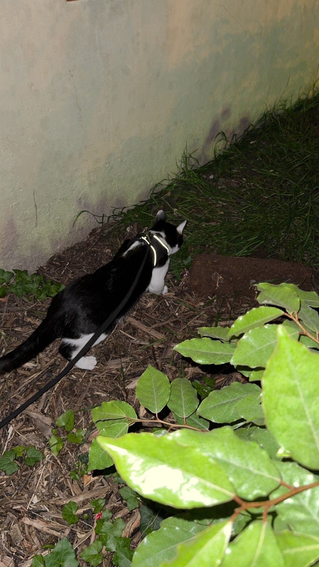image-17