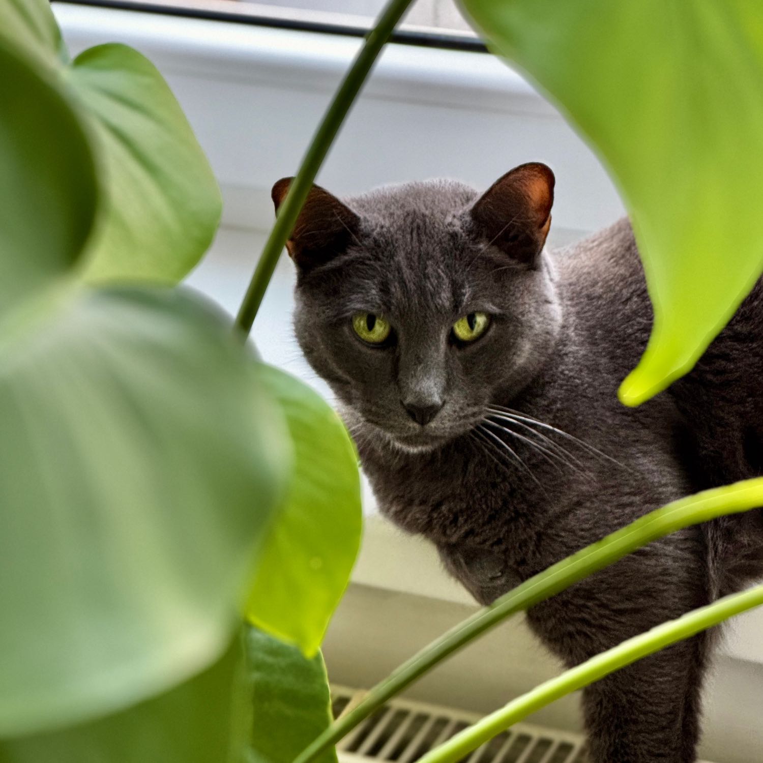 Oscar