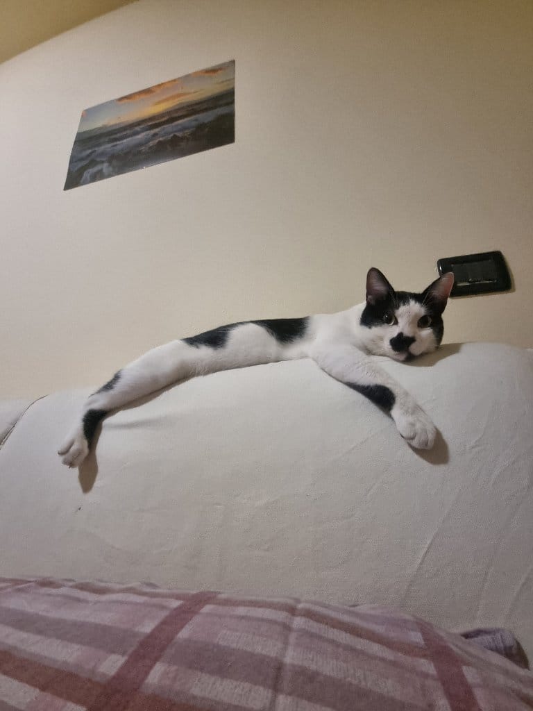 Timon