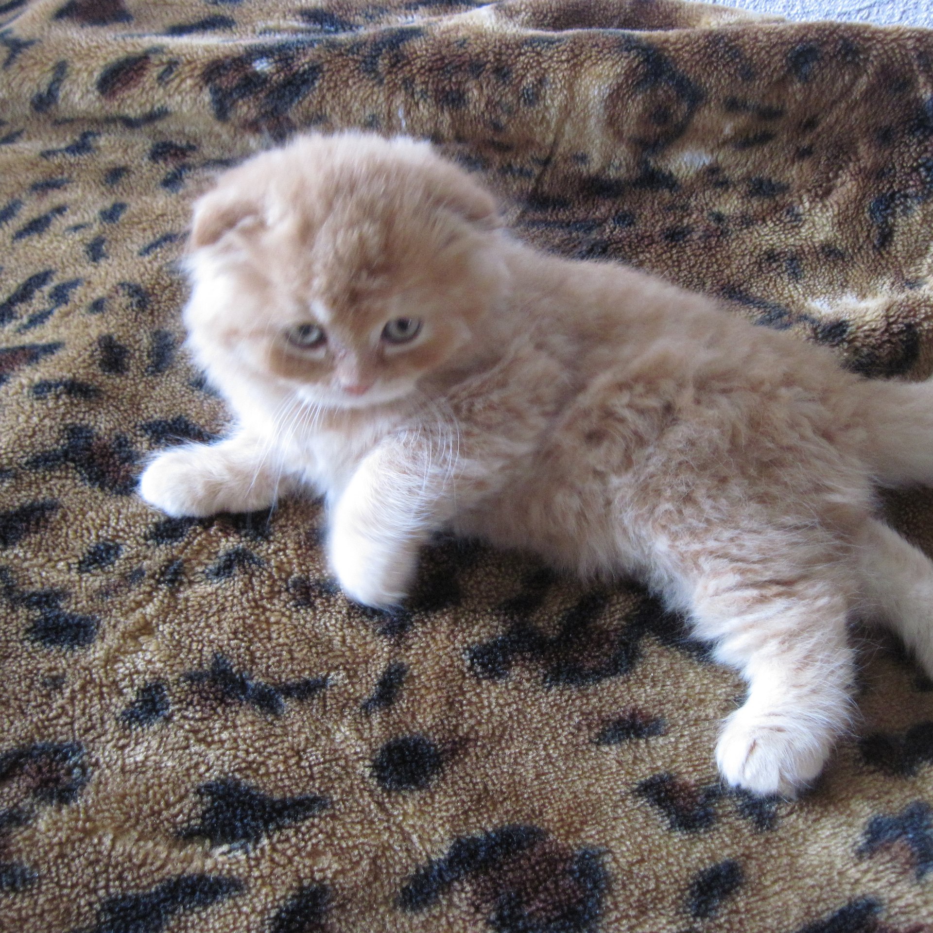 Lily 