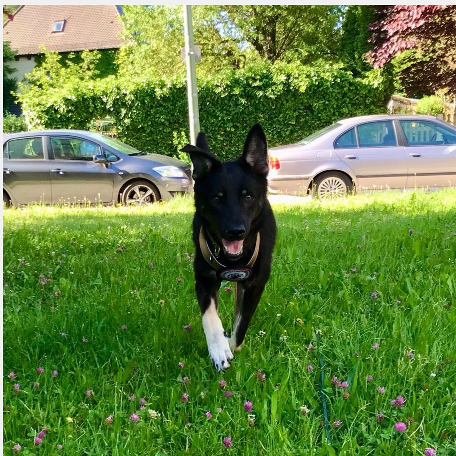 Finn