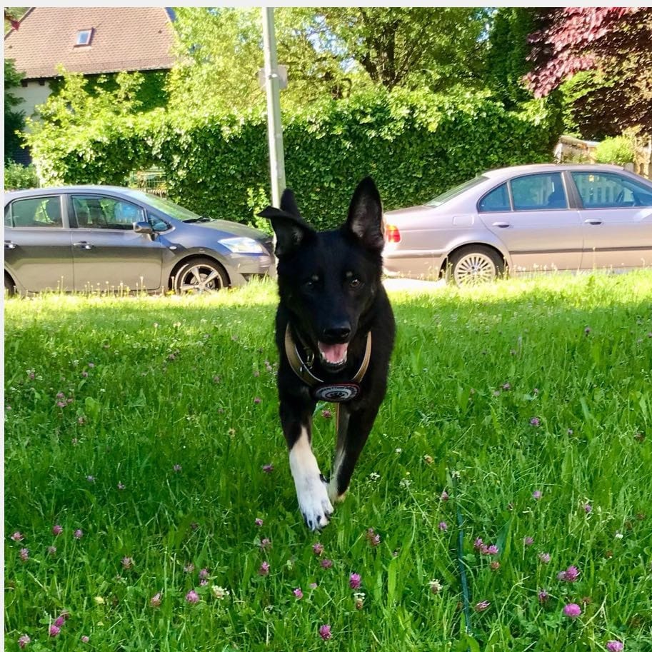 Finn