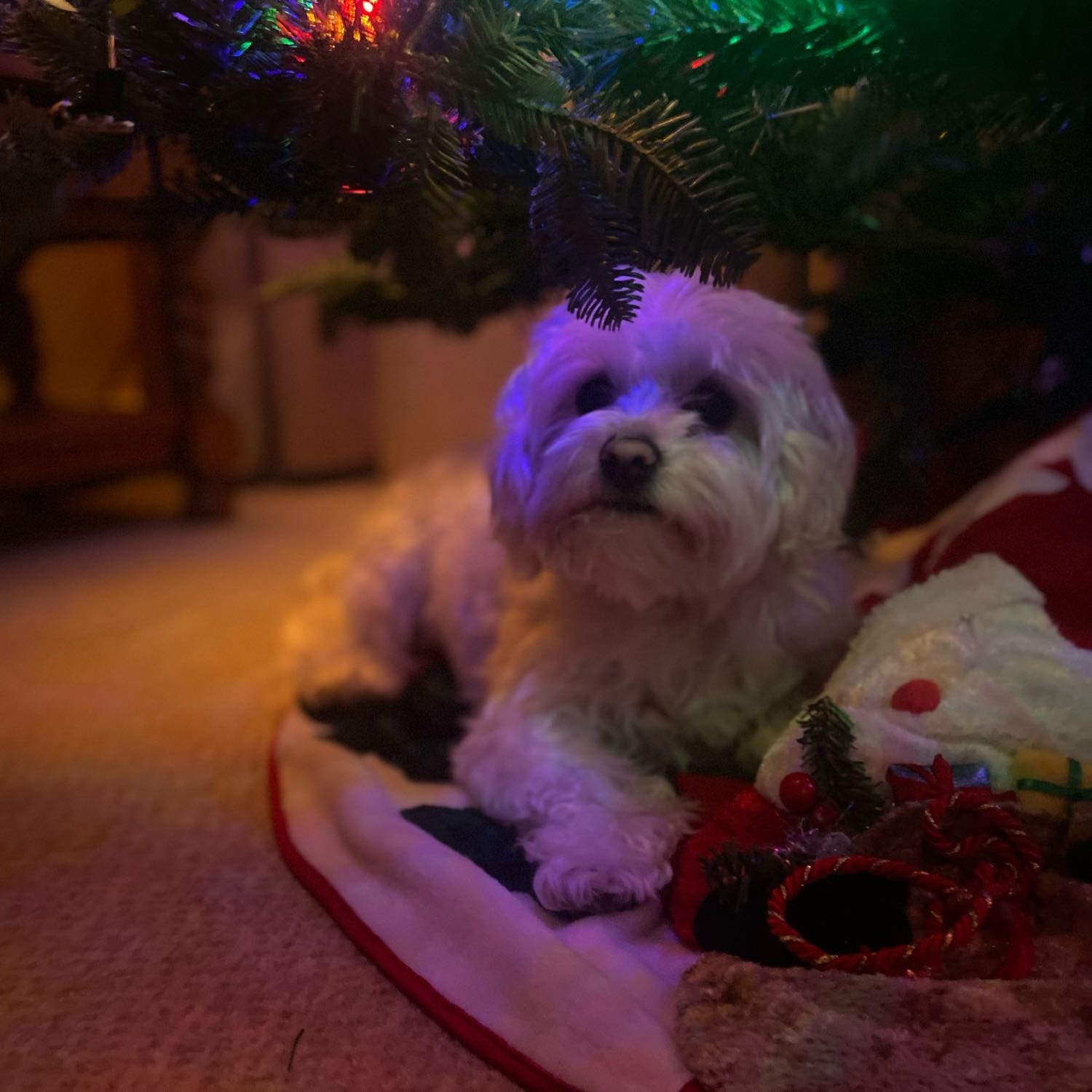 Maggie