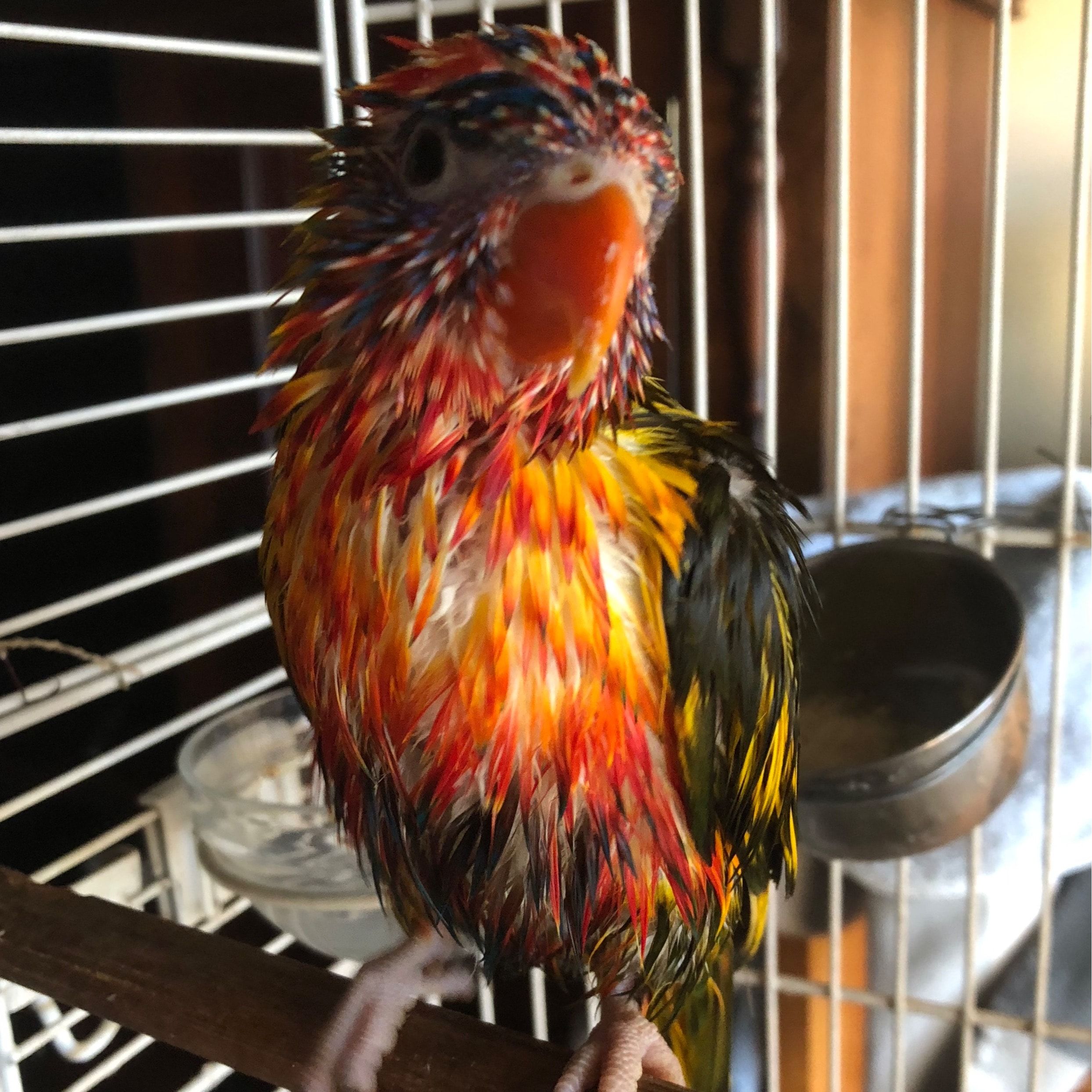 Henry the Rainbow Lorikeet
