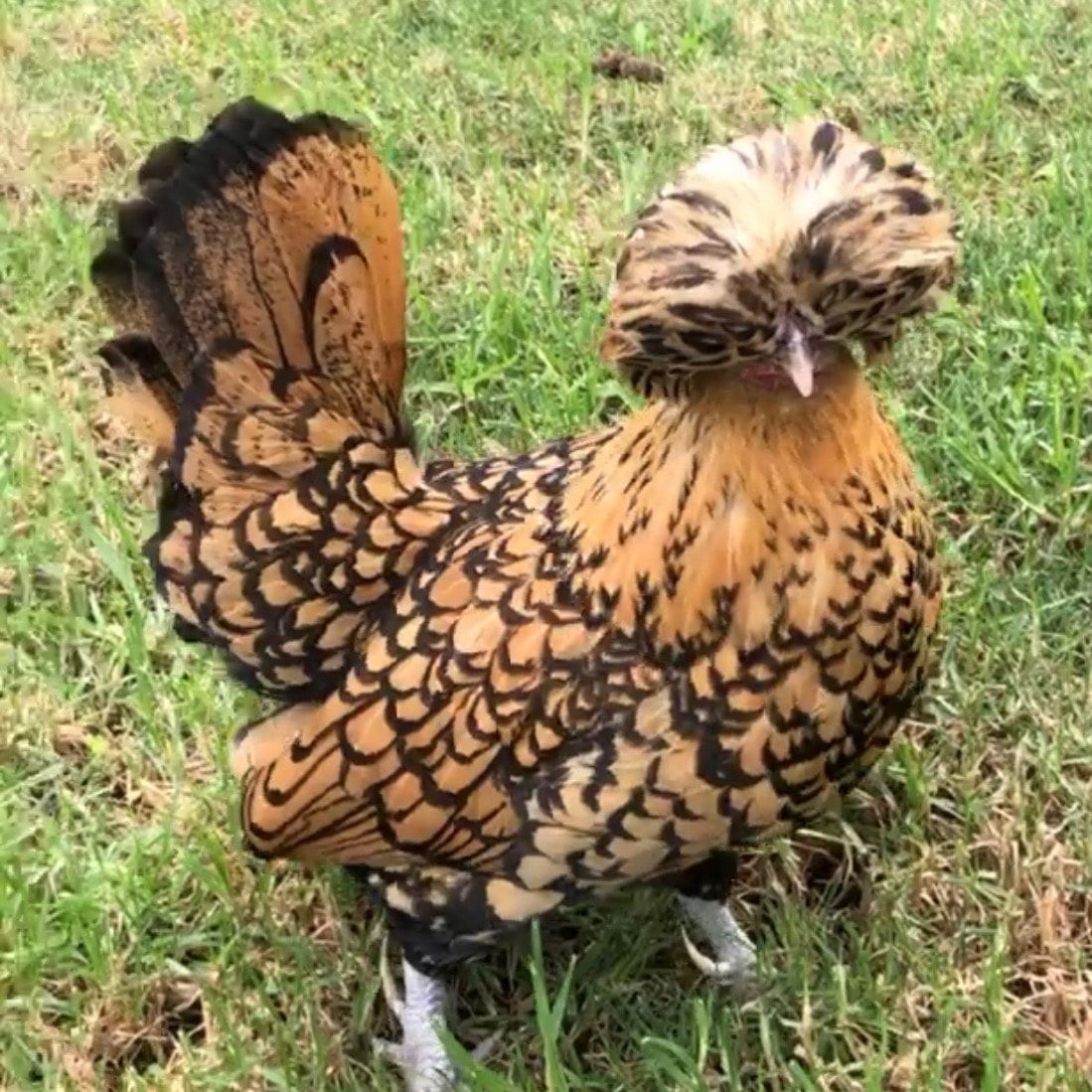 Luca the chicken