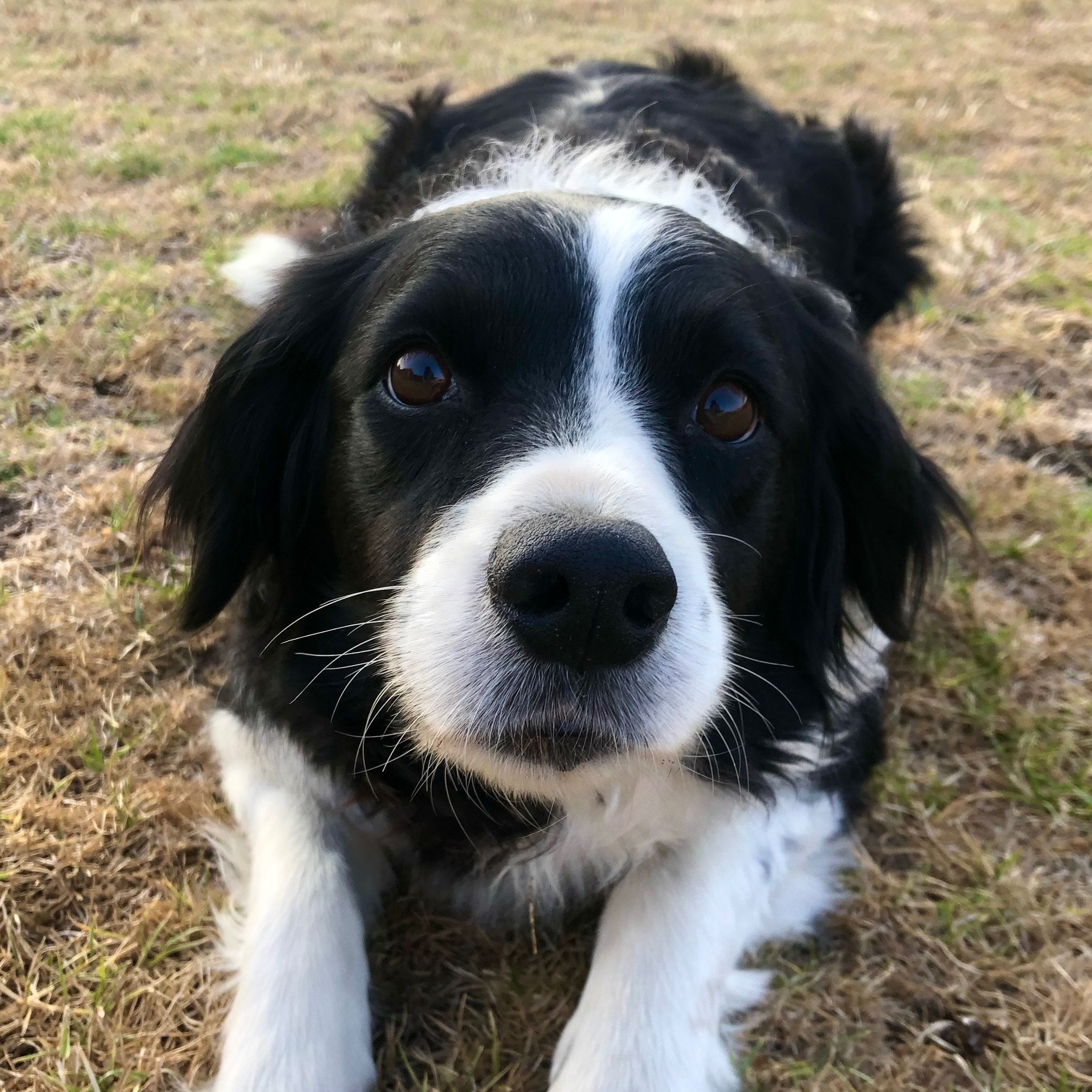 Daisy
