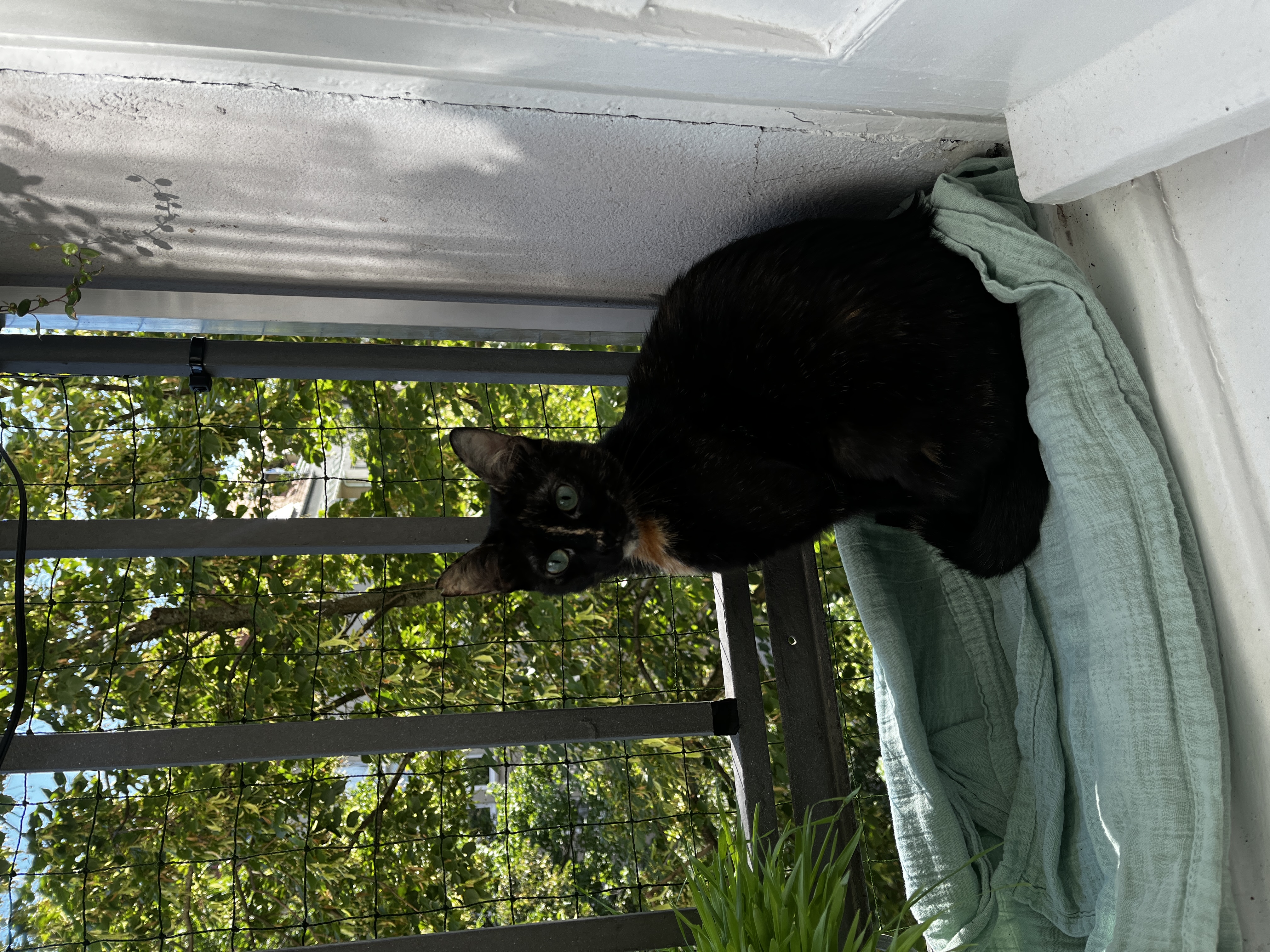image-7