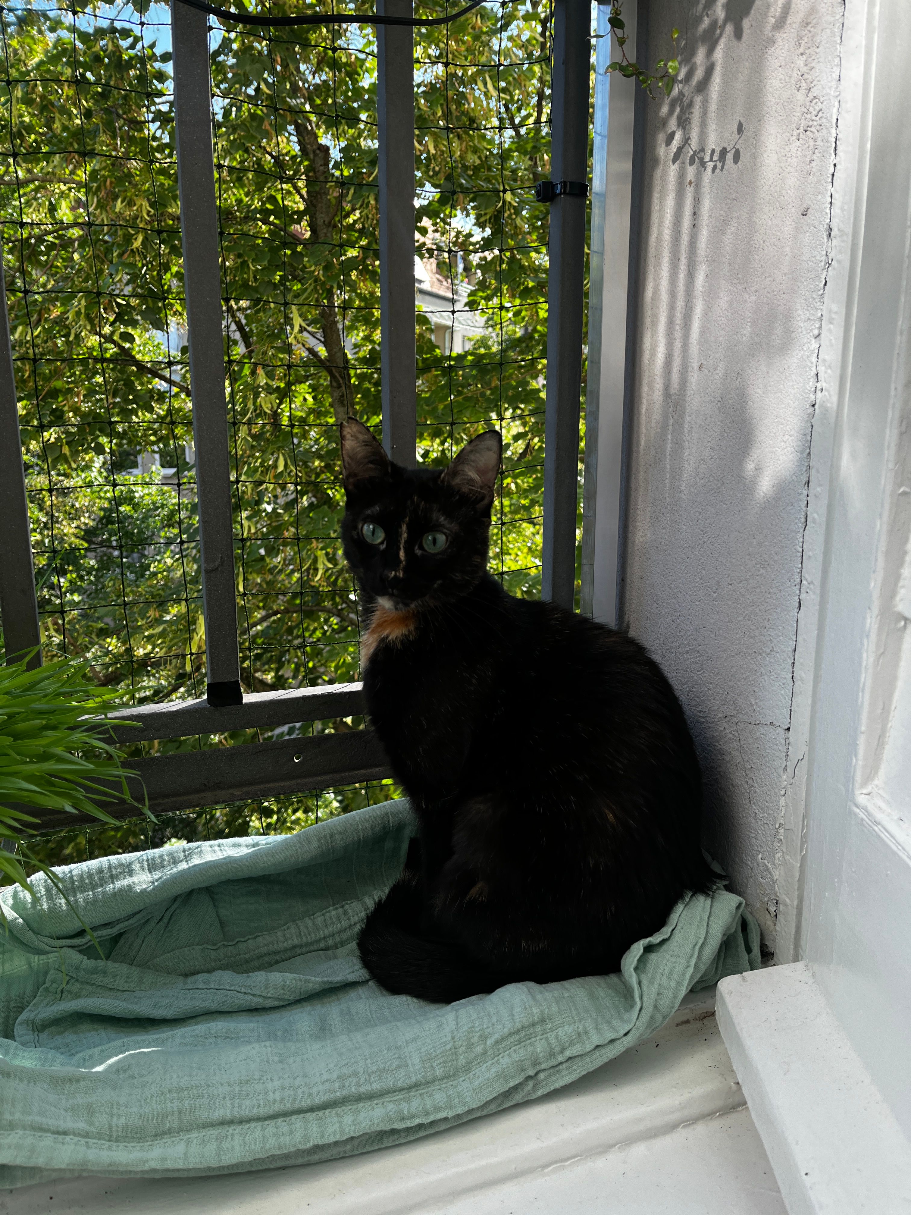 image-7