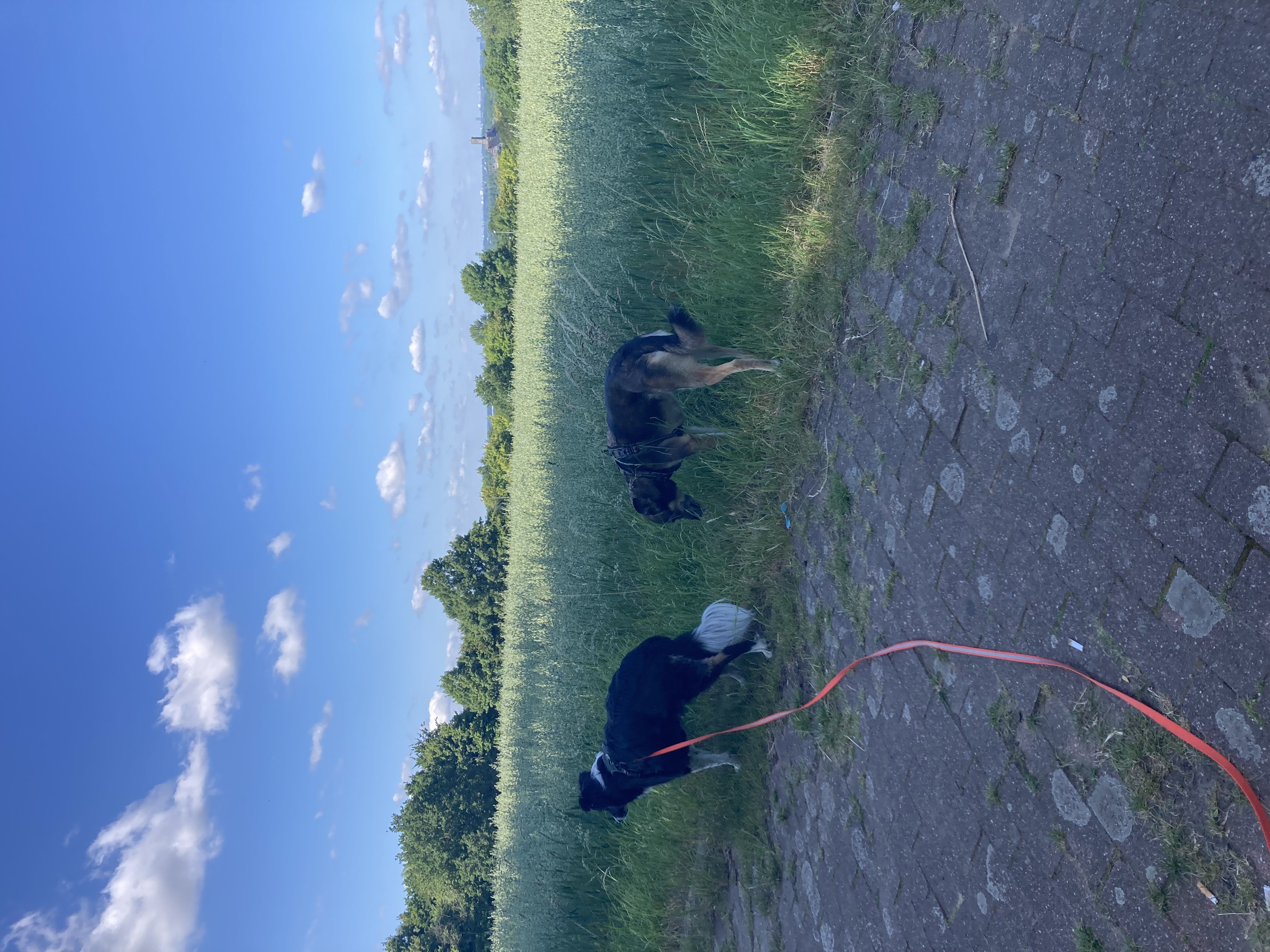 image-15