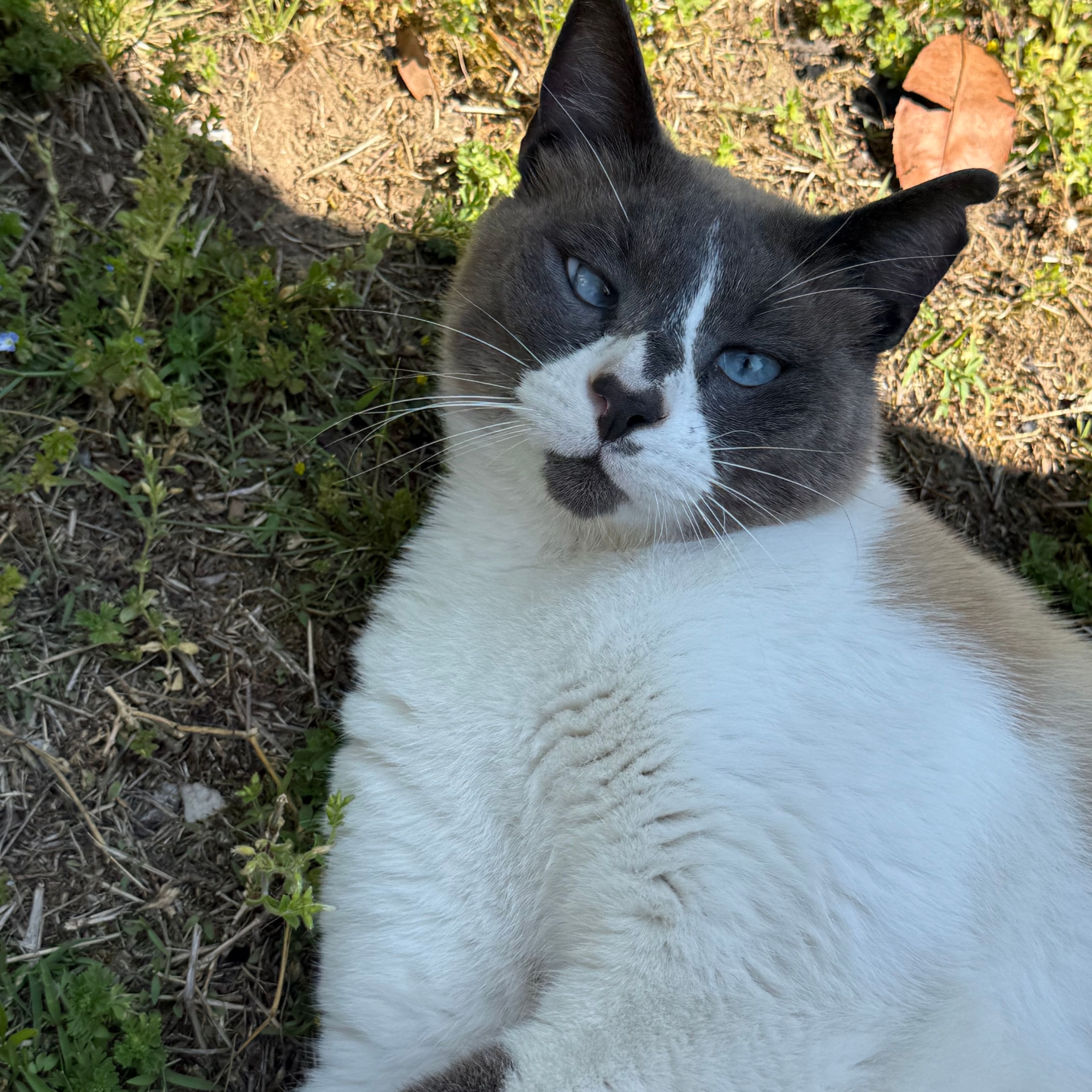 MACCHIA