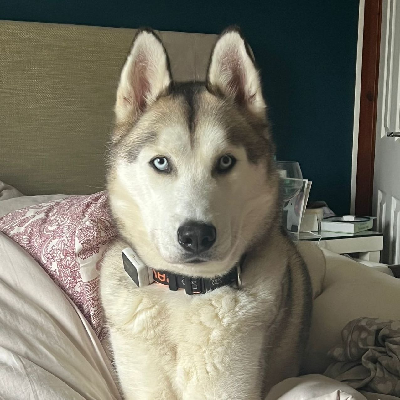 Atlas