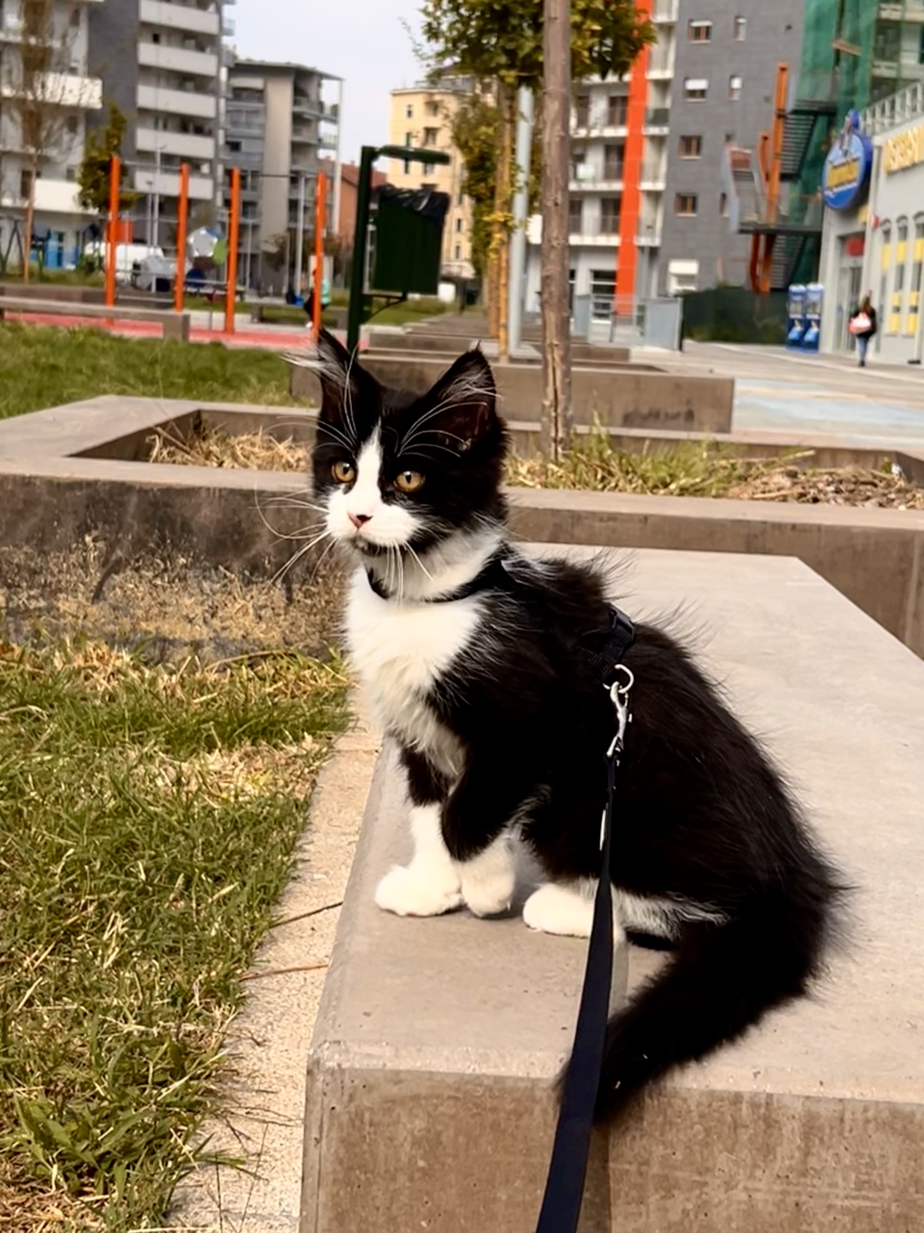 image-7