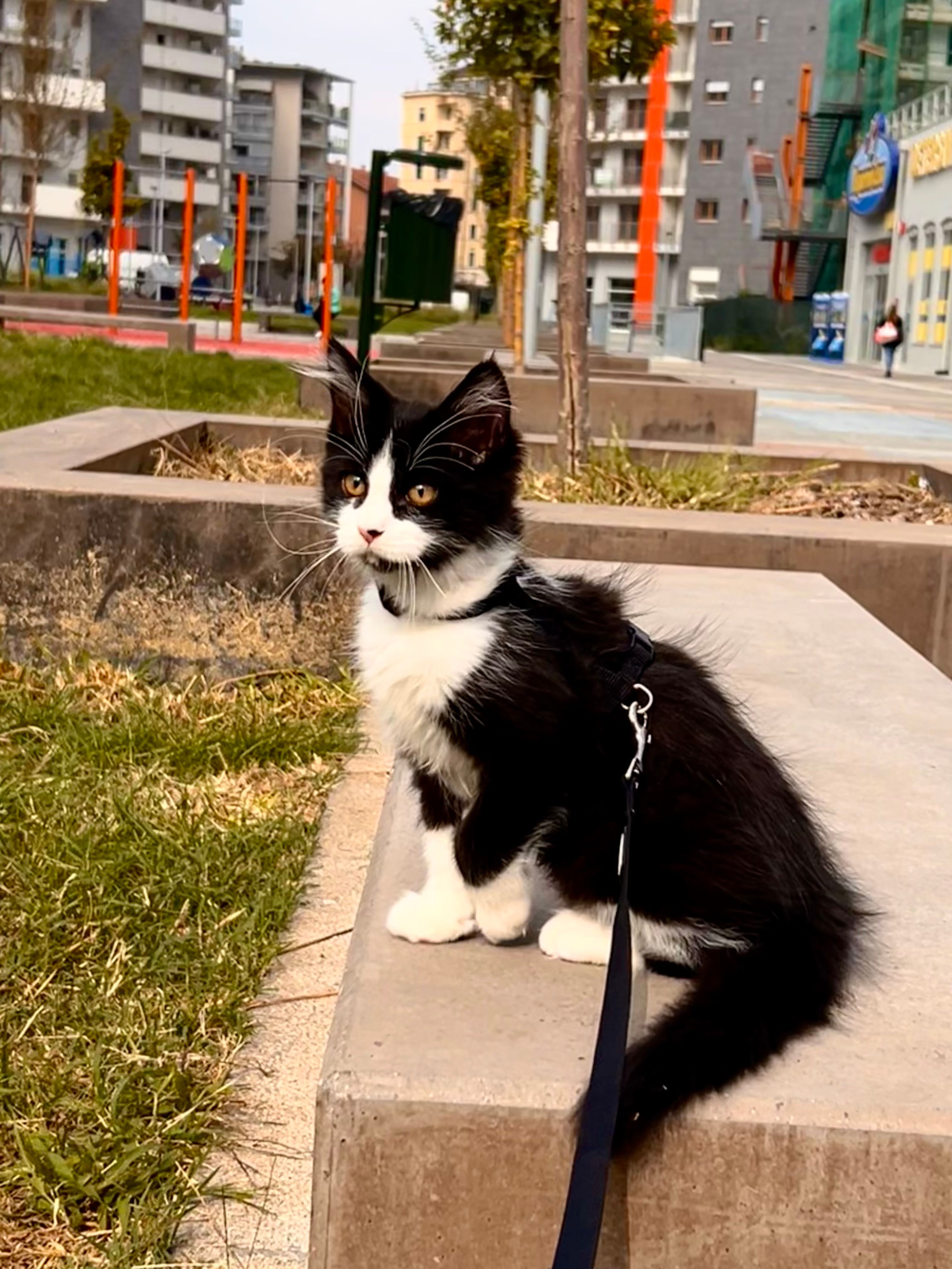 image-7