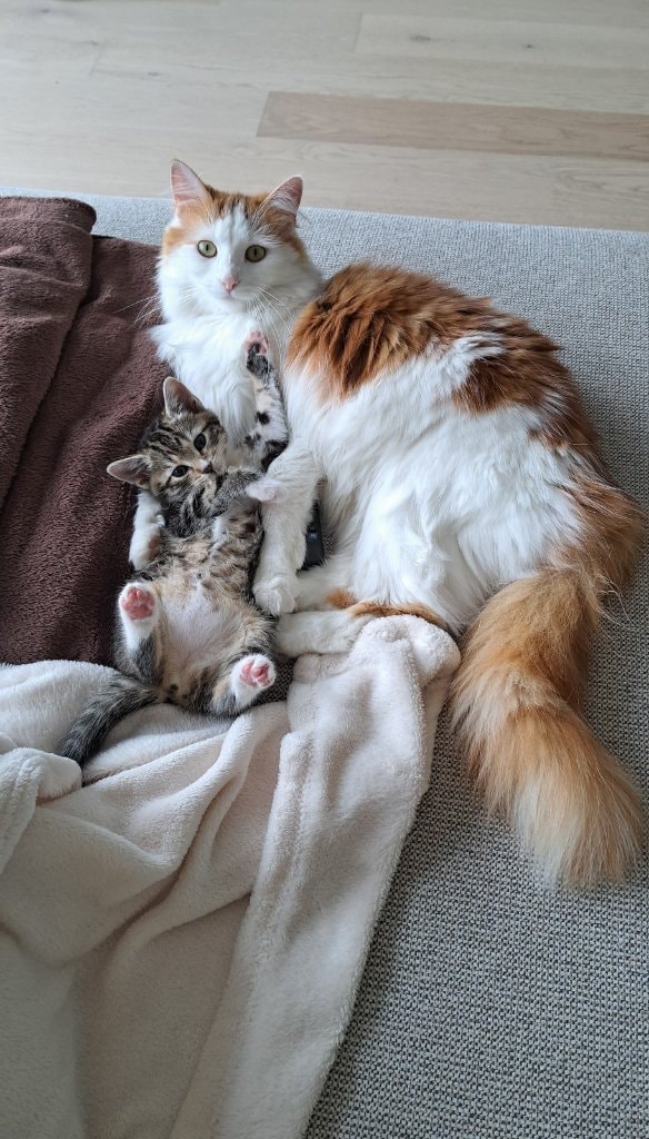 image-15
