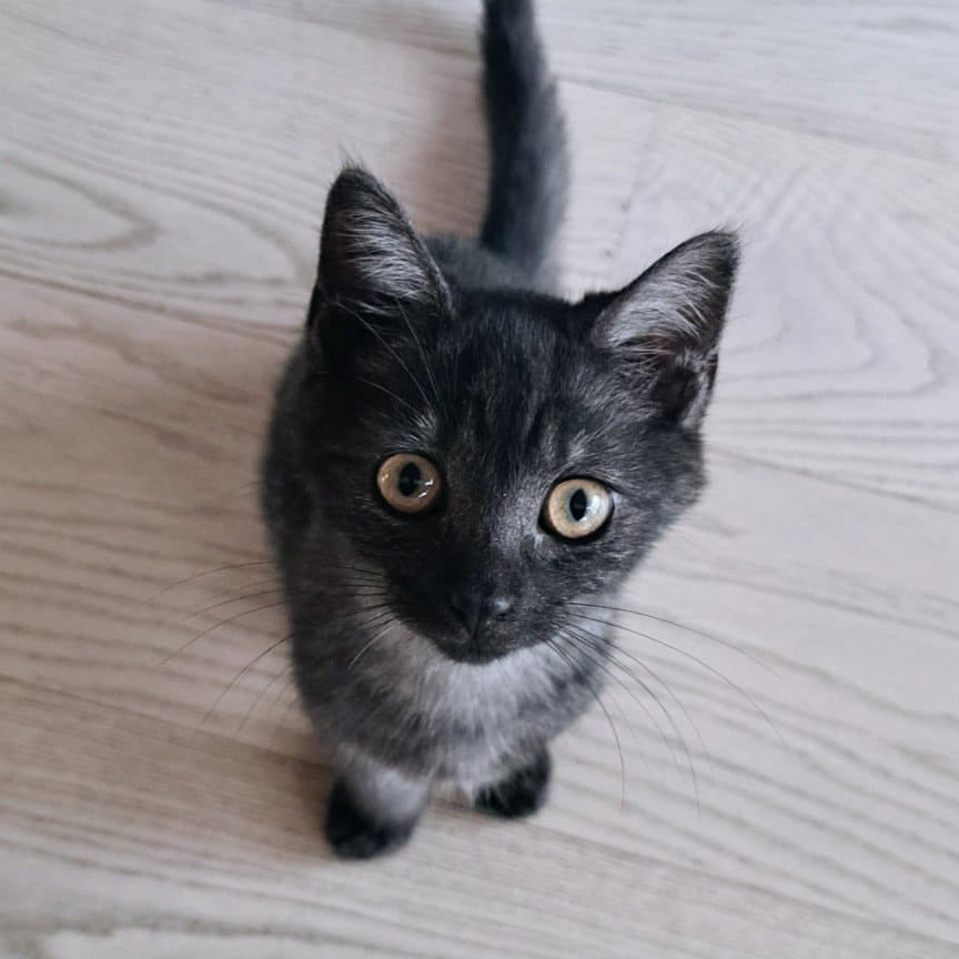 Cosmo