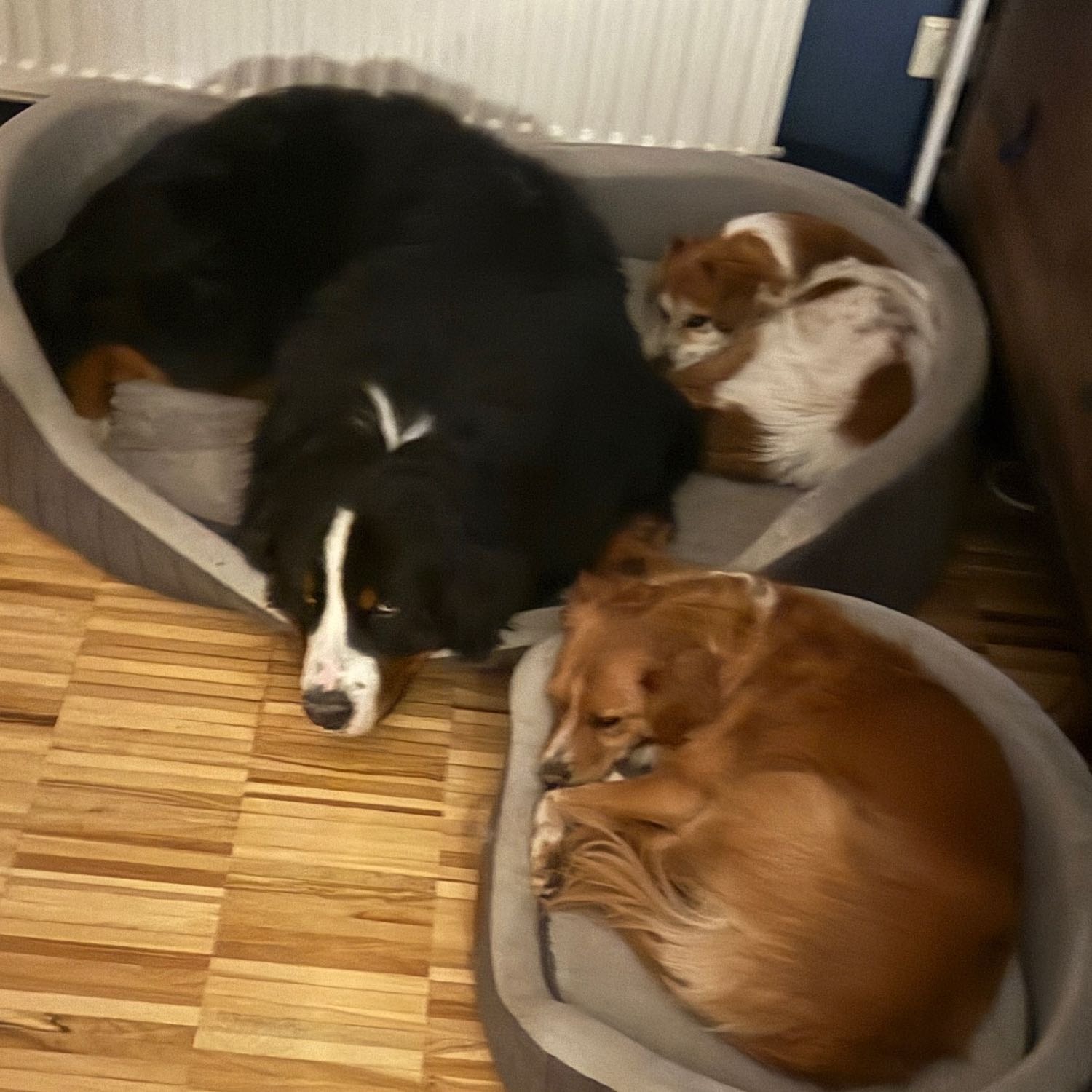 Balu, Bella und Buddy