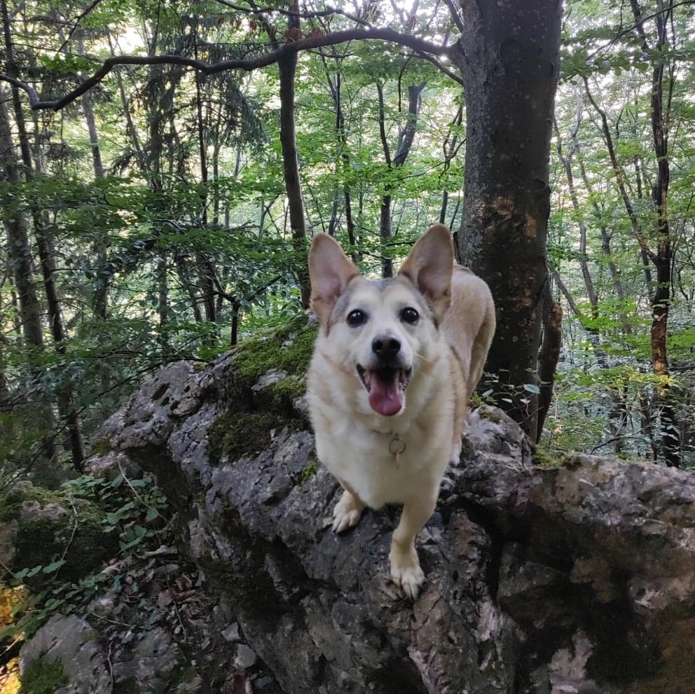 Simba