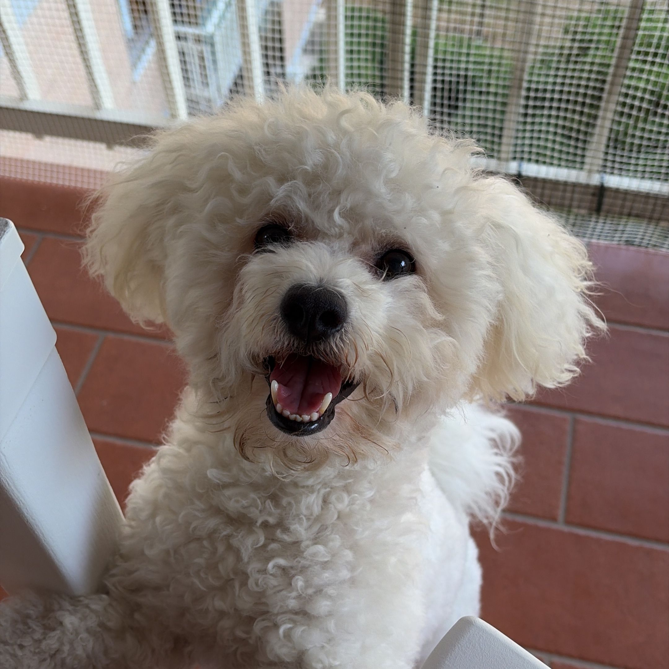 Simba
