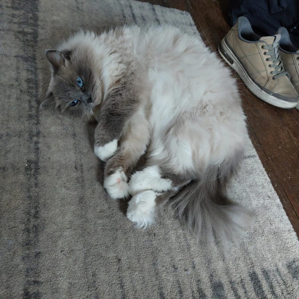 willow monteen