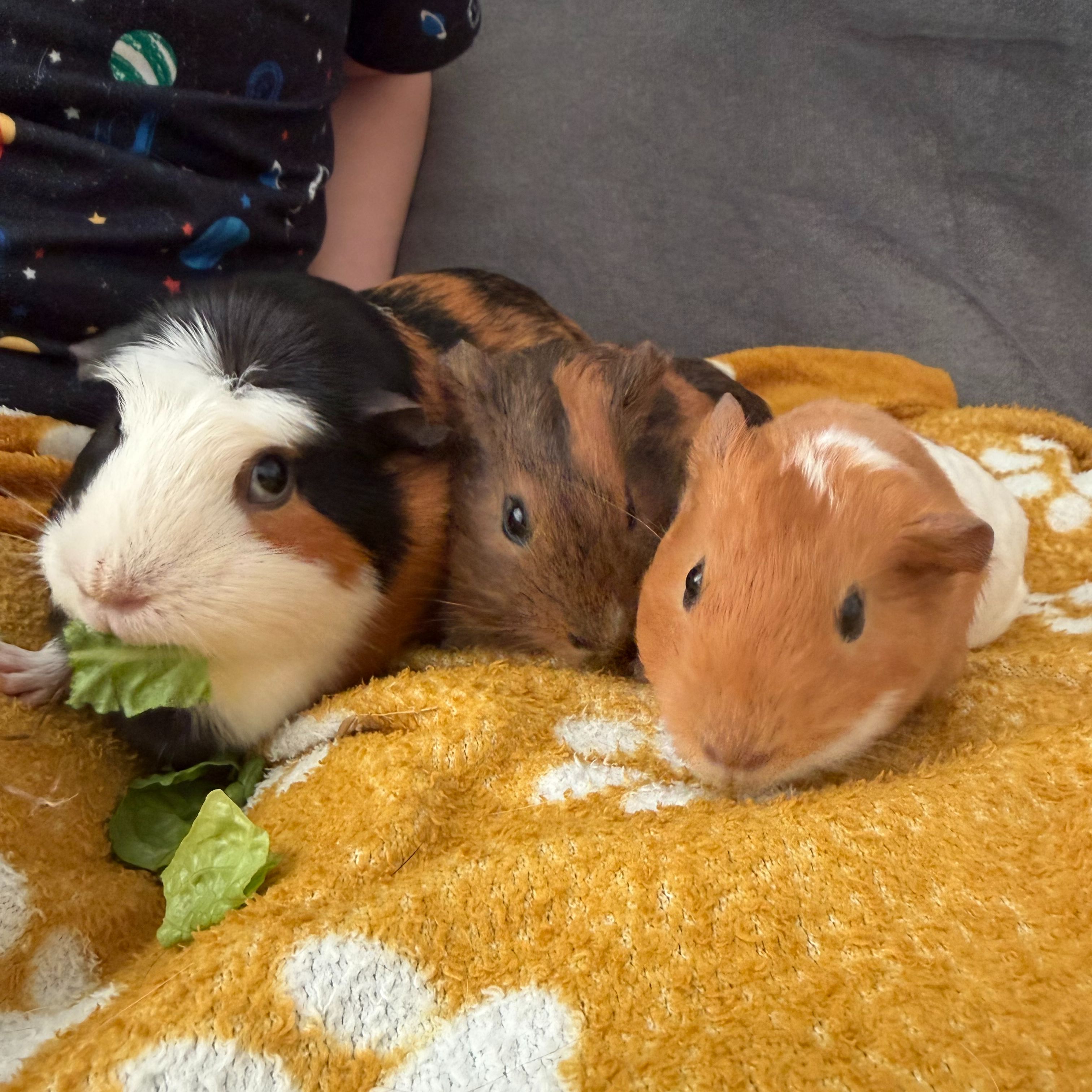 KitKat, Crunchie and Mars