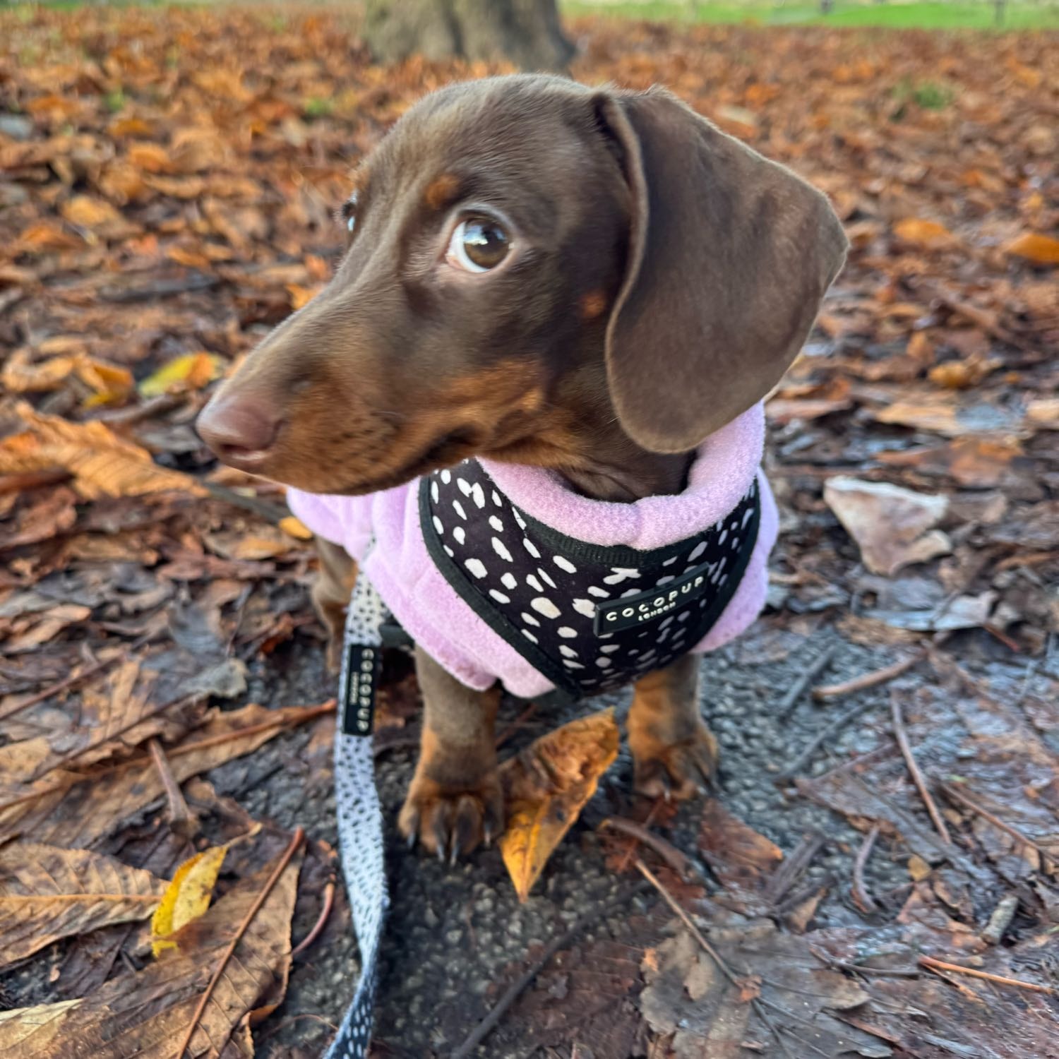 Willow
