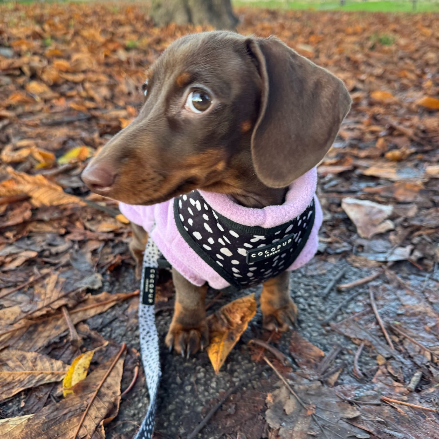 Willow