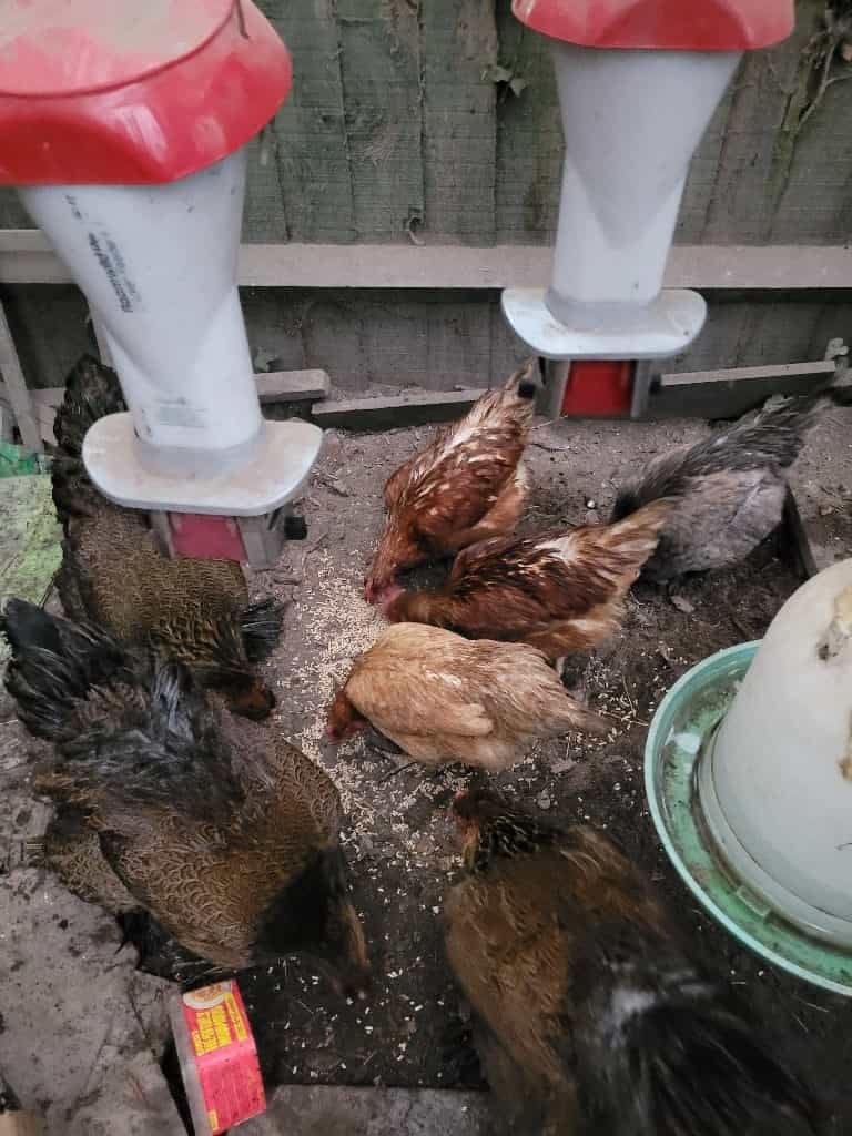 Chickens - Brahma