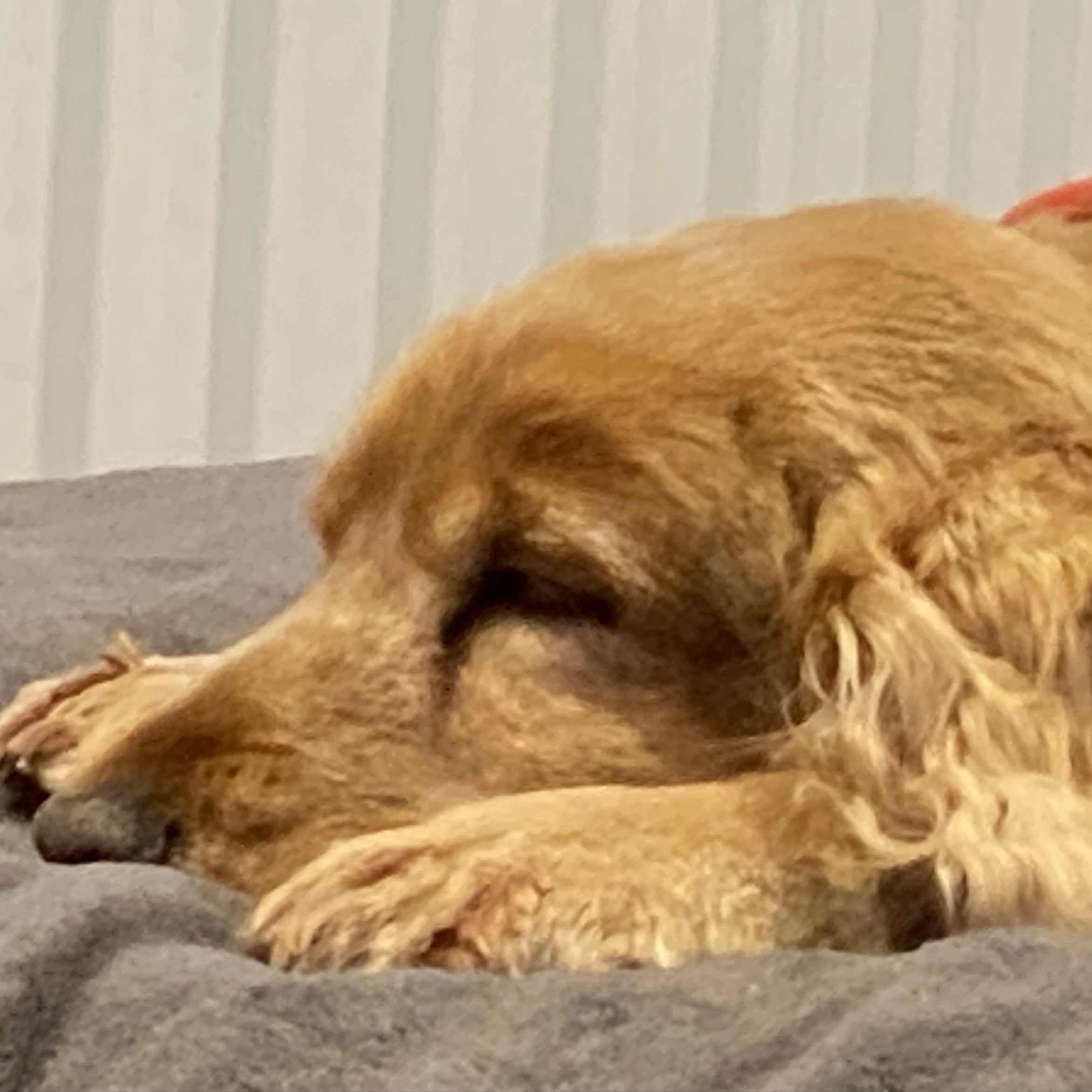 Peggy