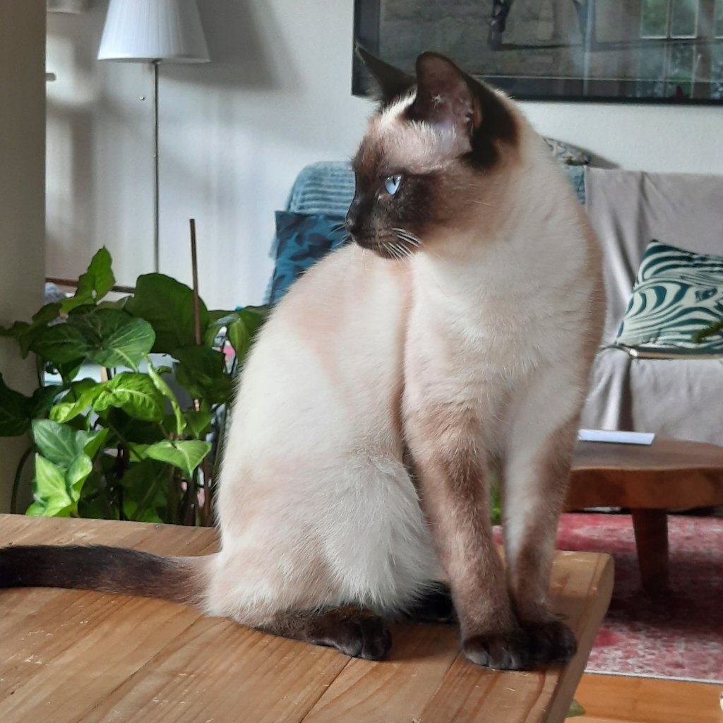 Vanille (aka Minette)