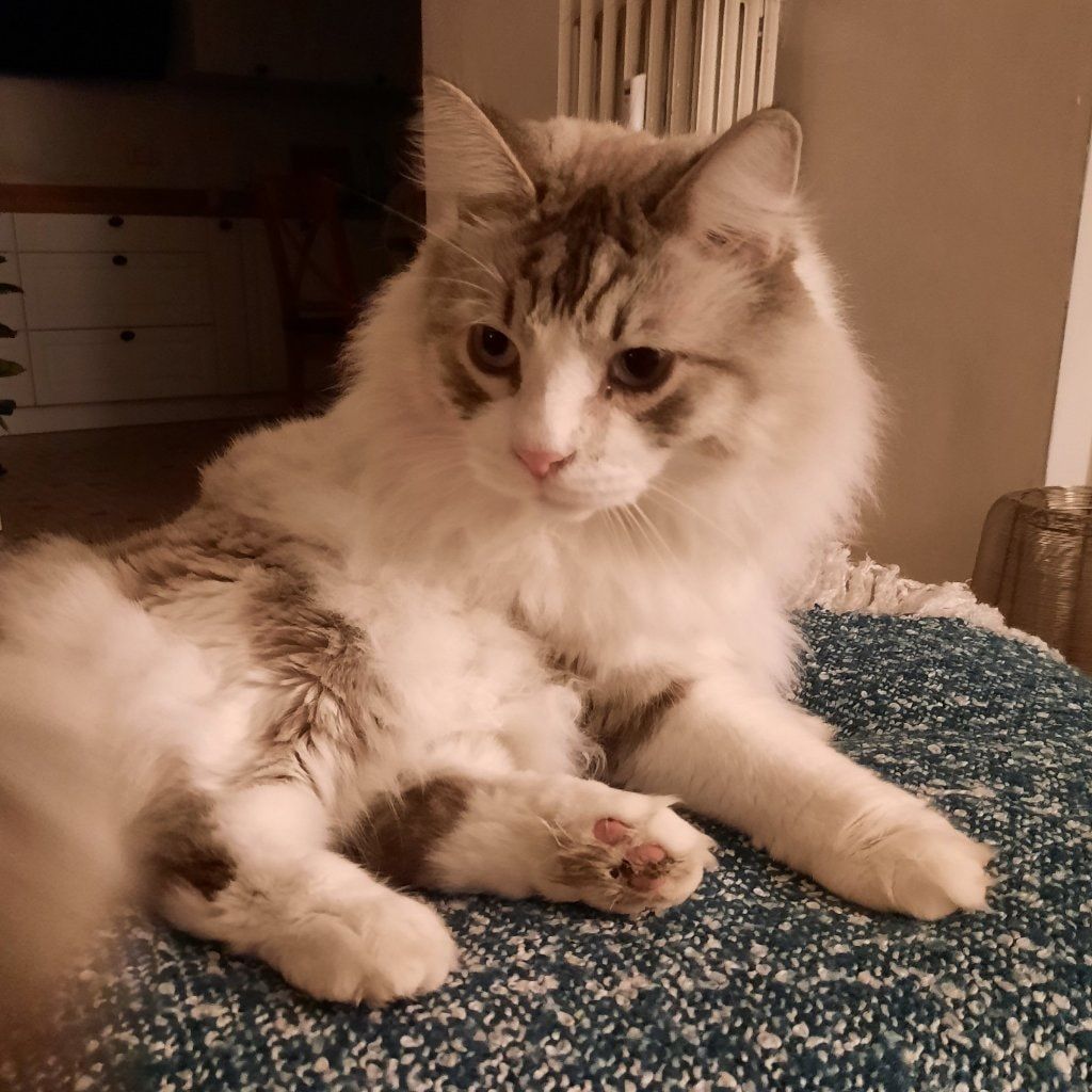 Remus (aka Croquetos)