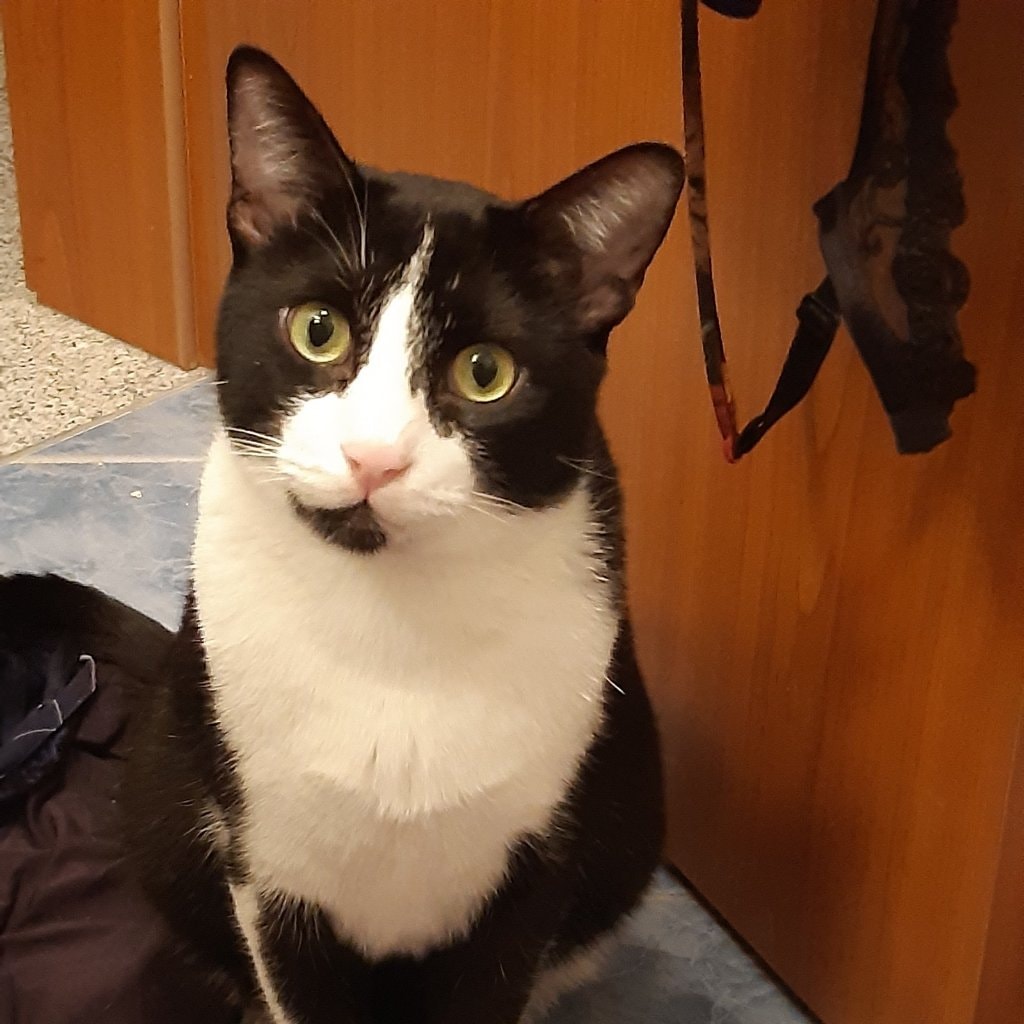 Vic (aka "Mon Amour de Chat")