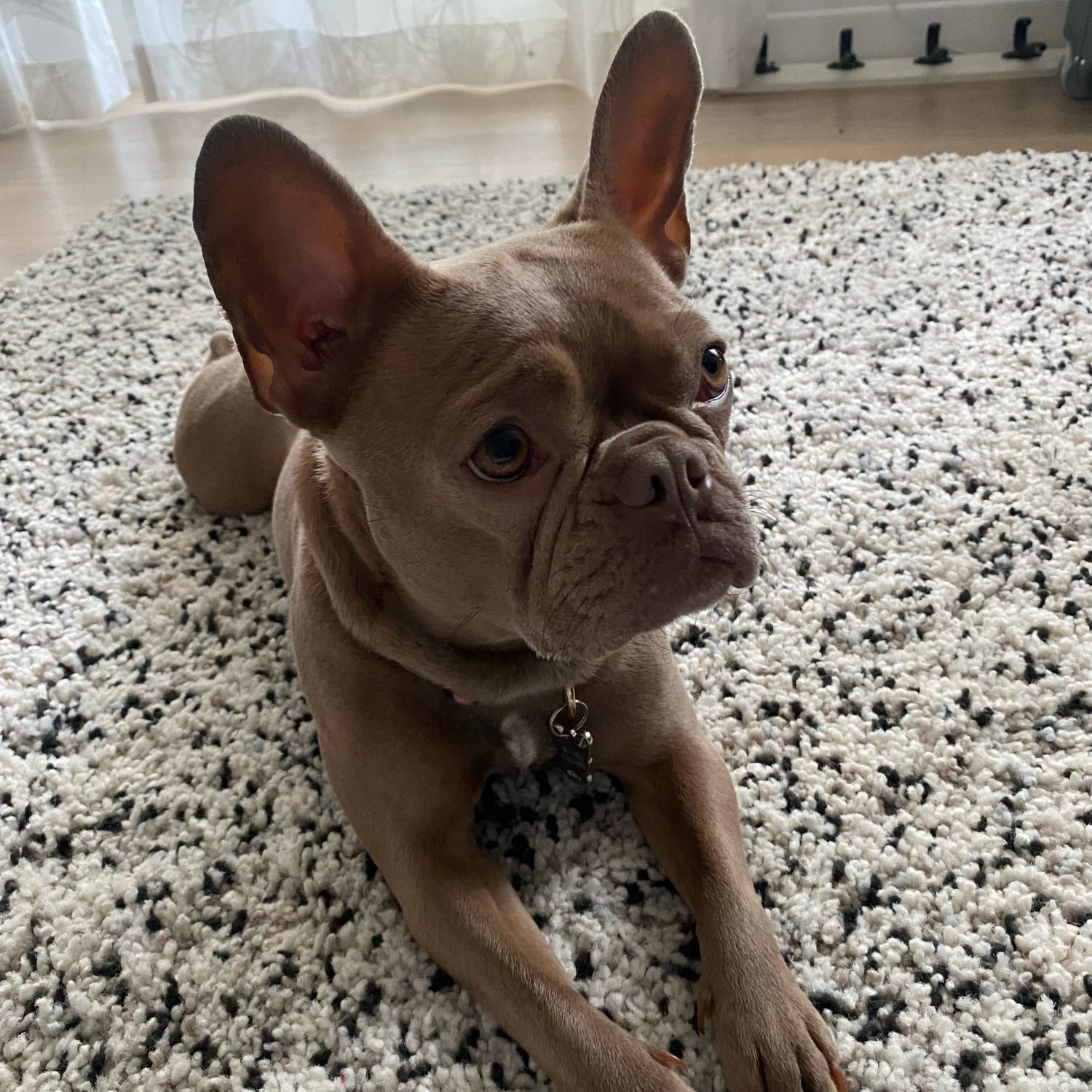 Titi