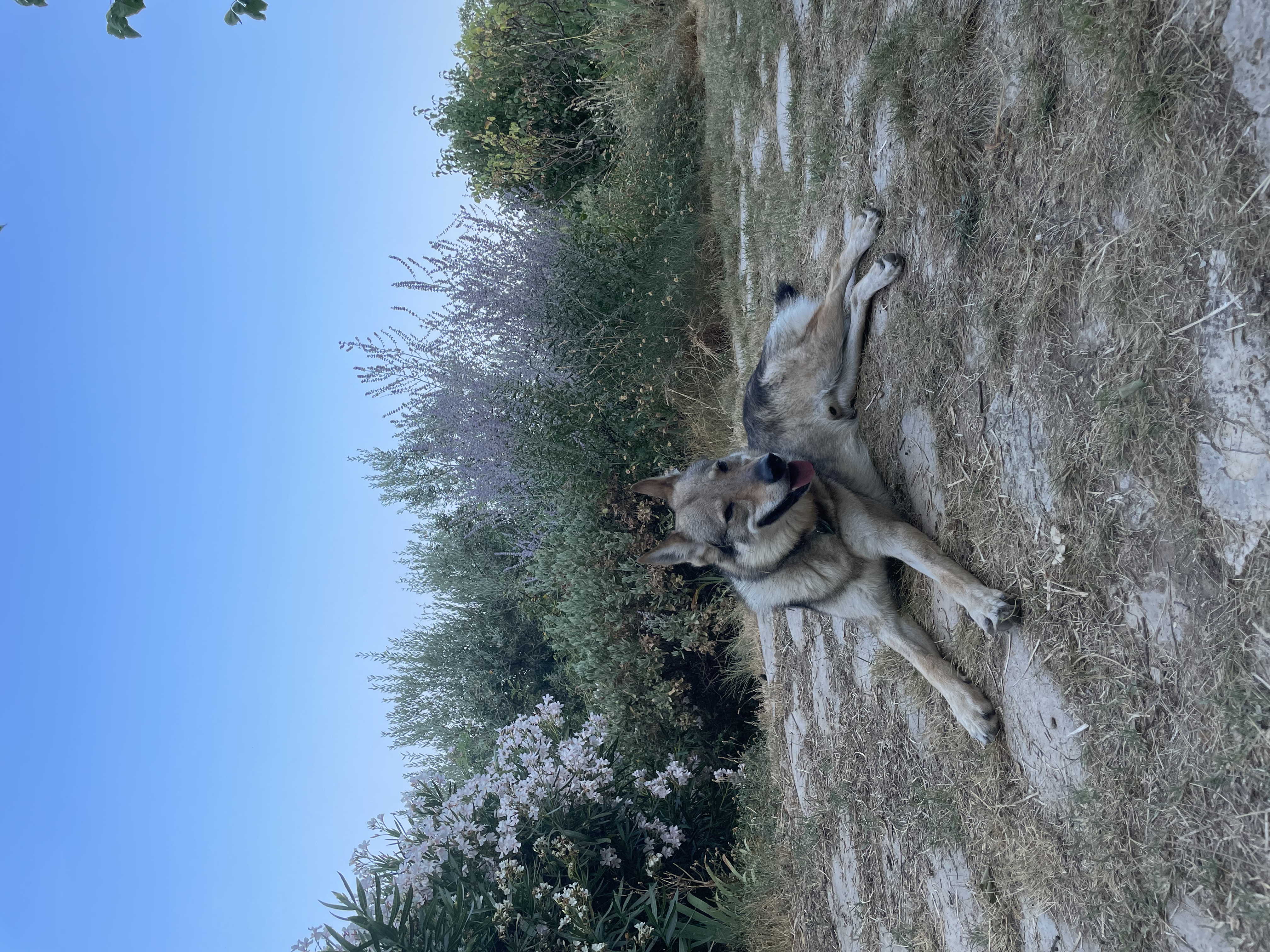 image-11