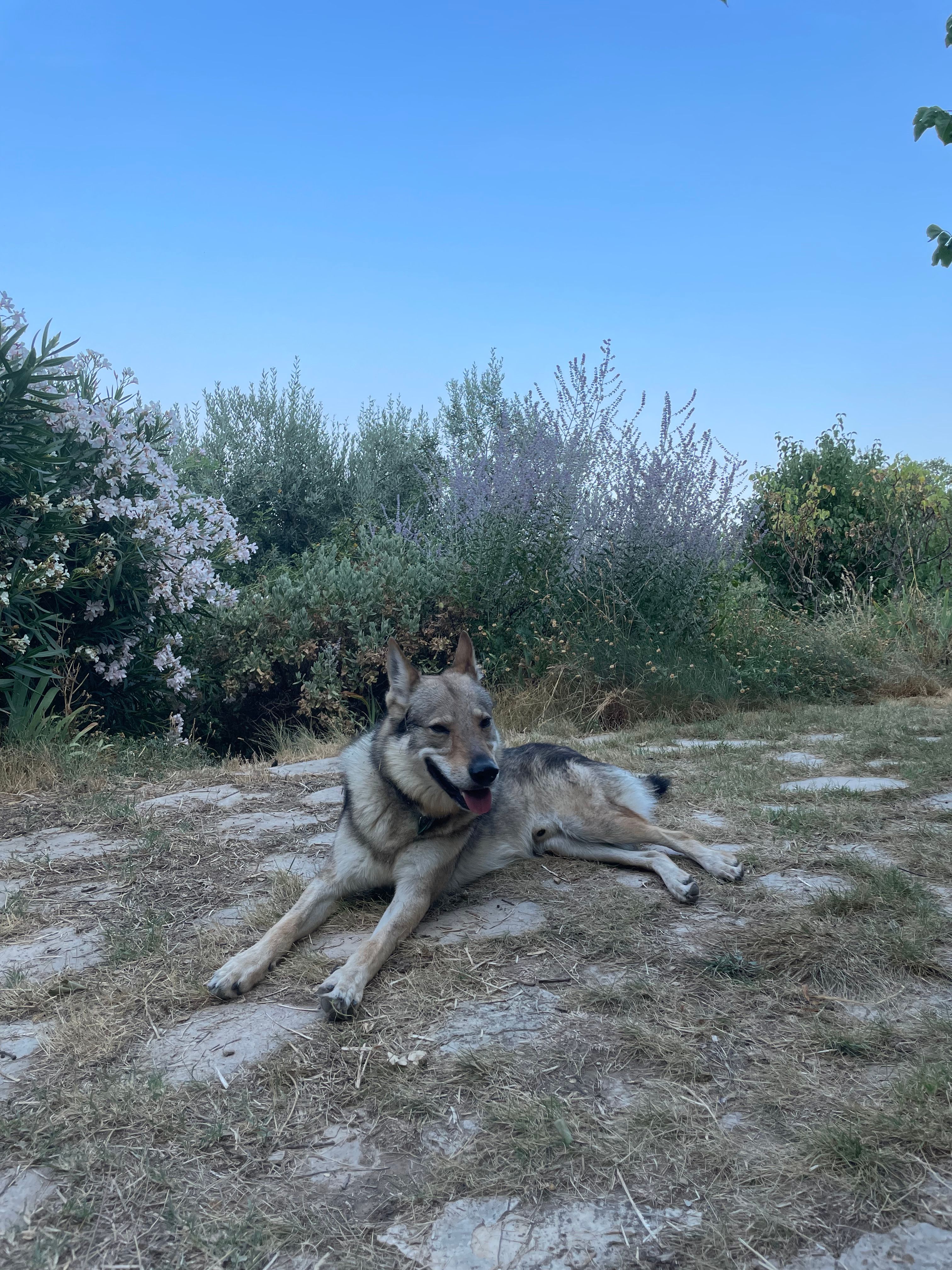 image-11