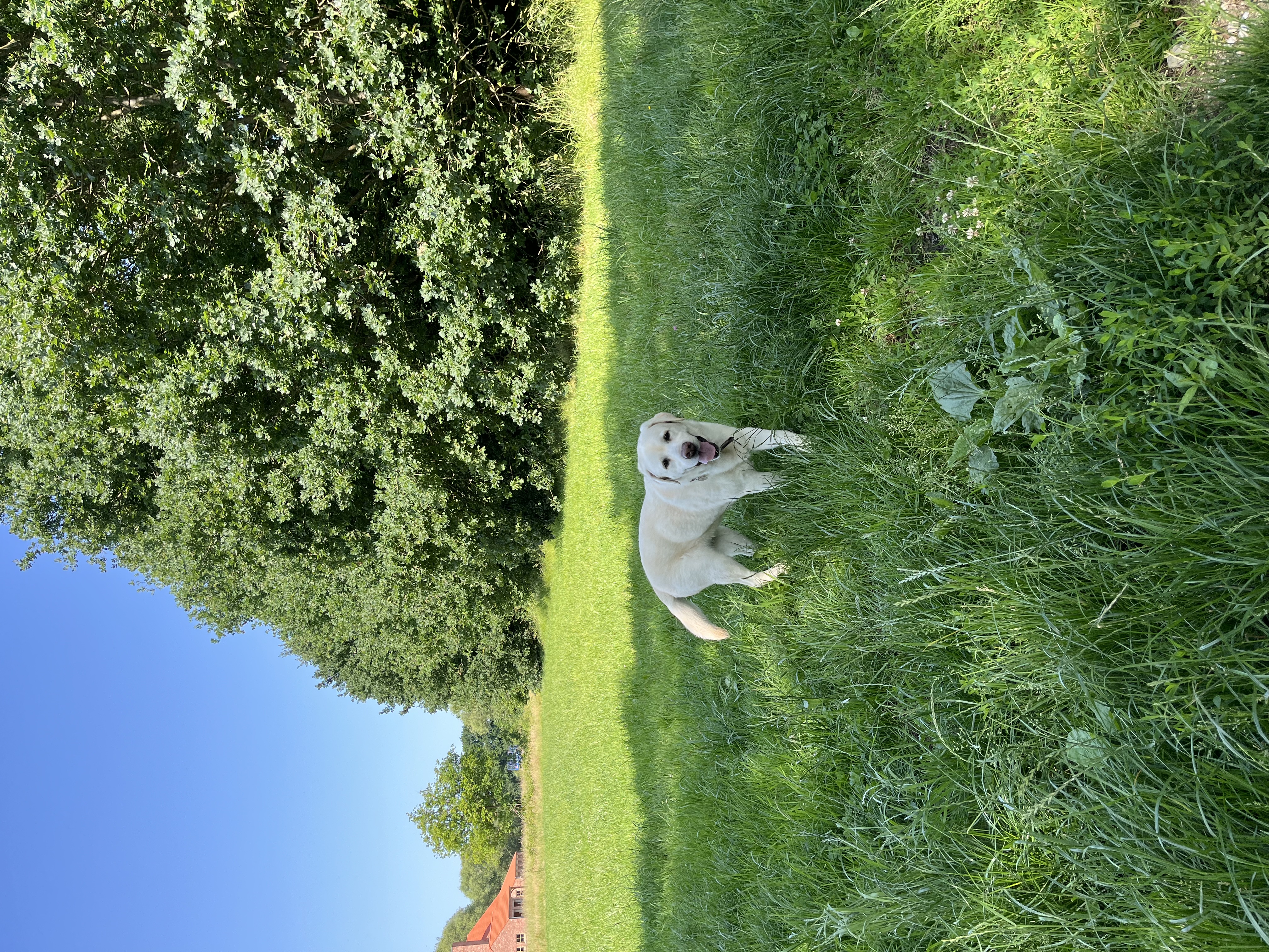 image-11