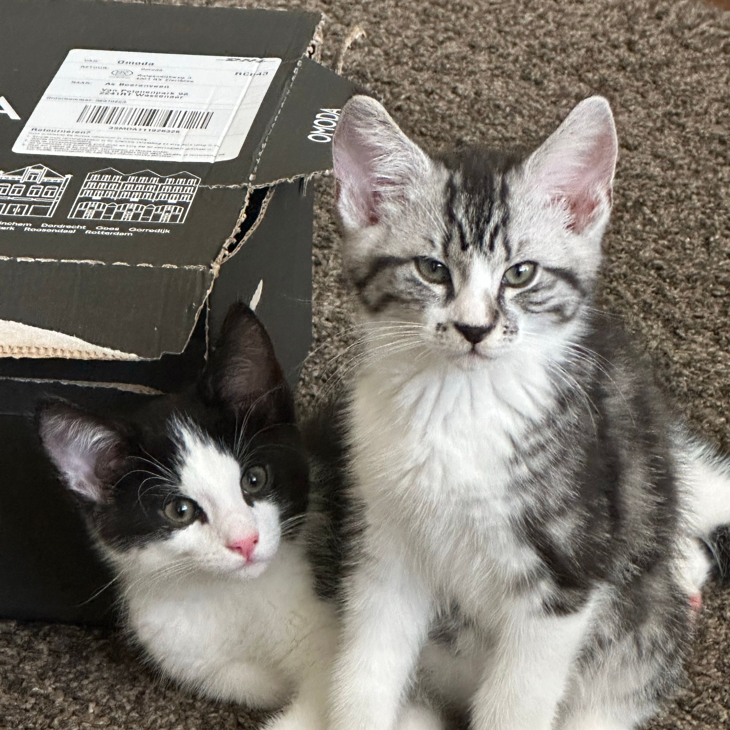 Bowie & Toby