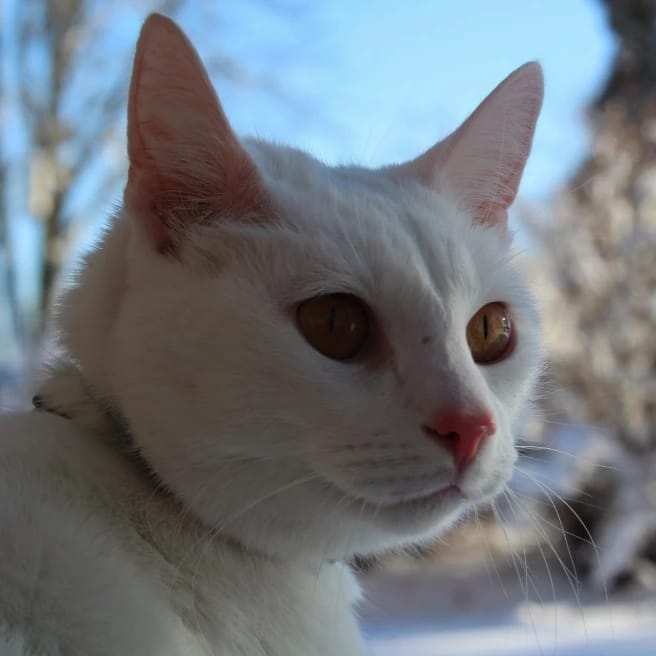 Cassu