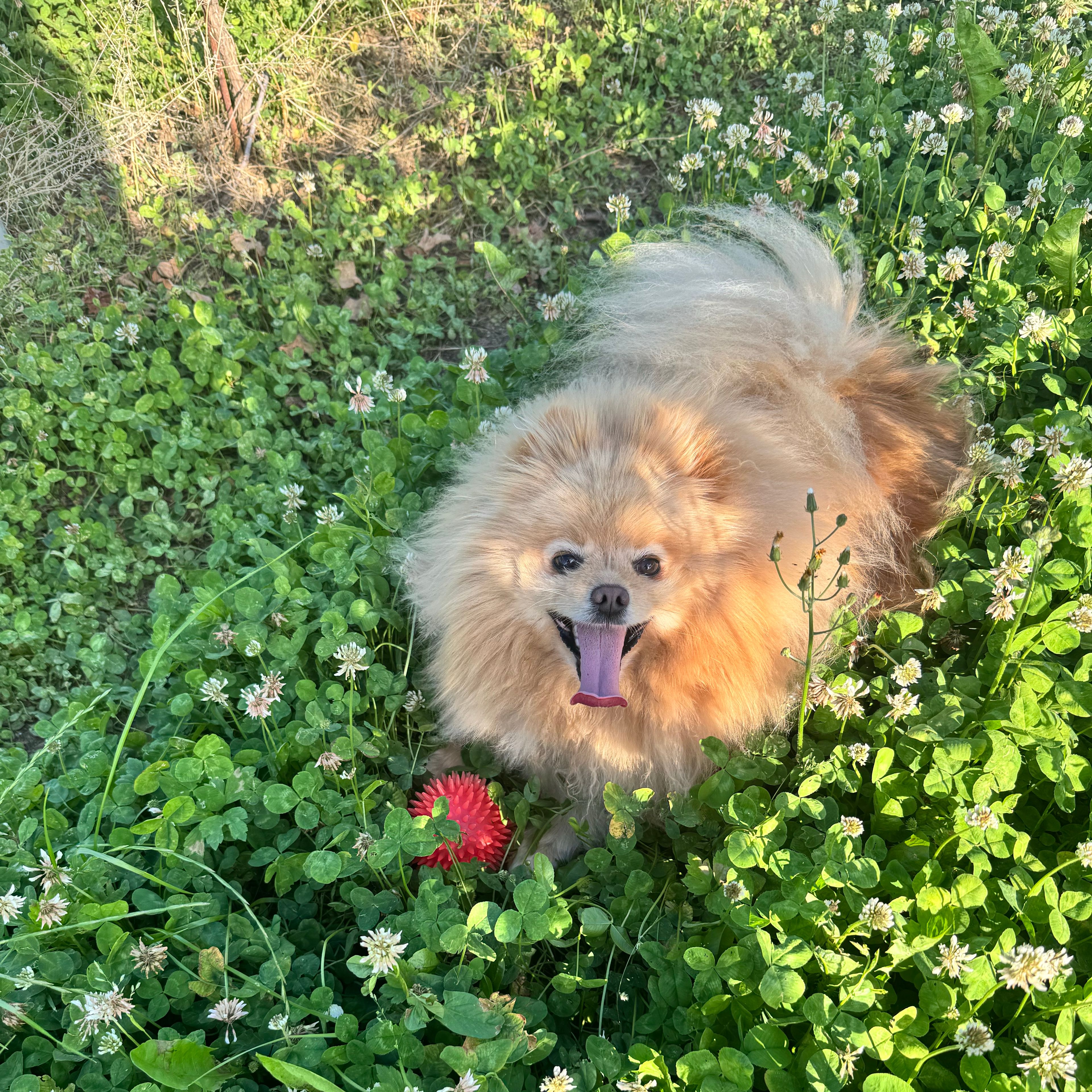 Giorgio