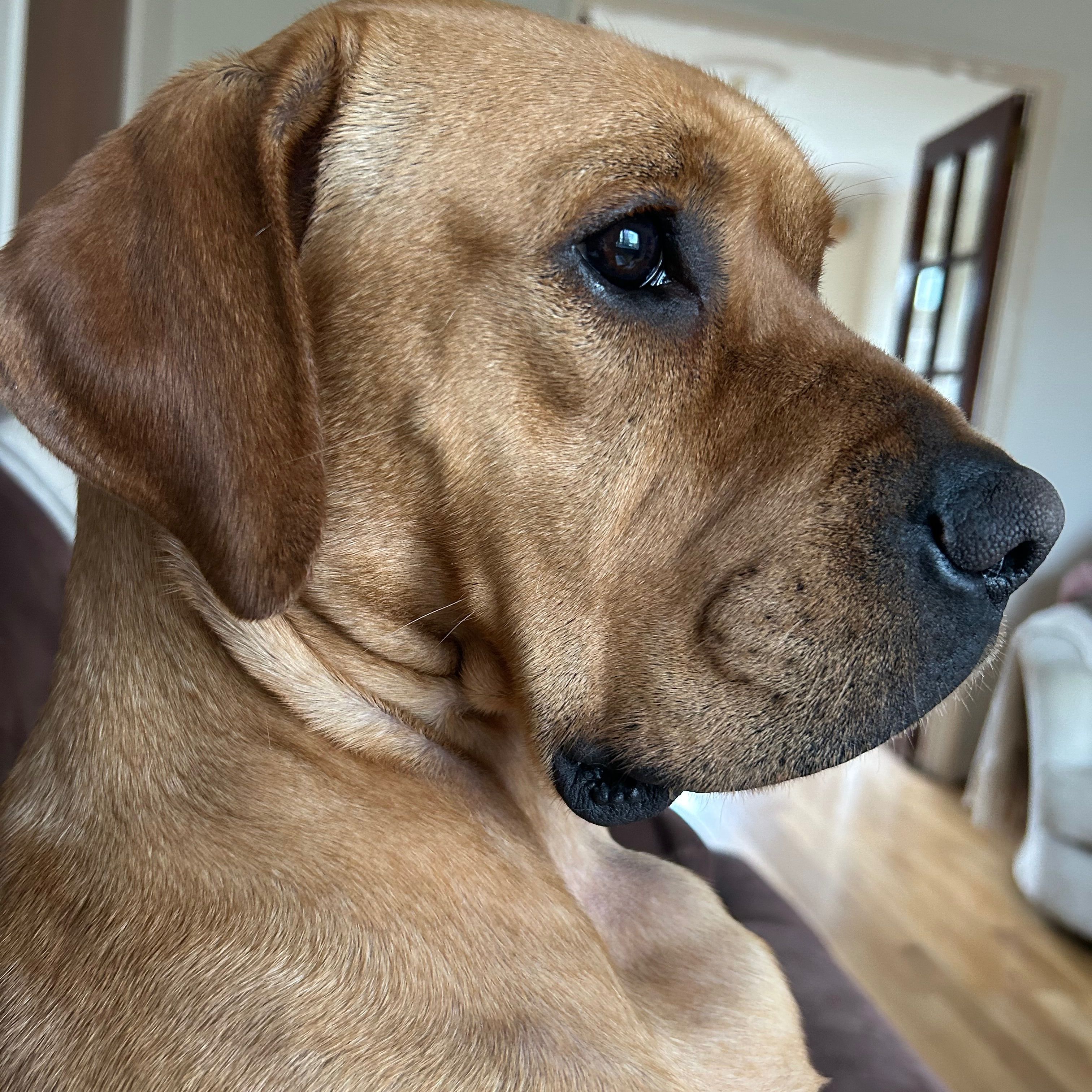 Phoebe