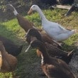 All the birds e