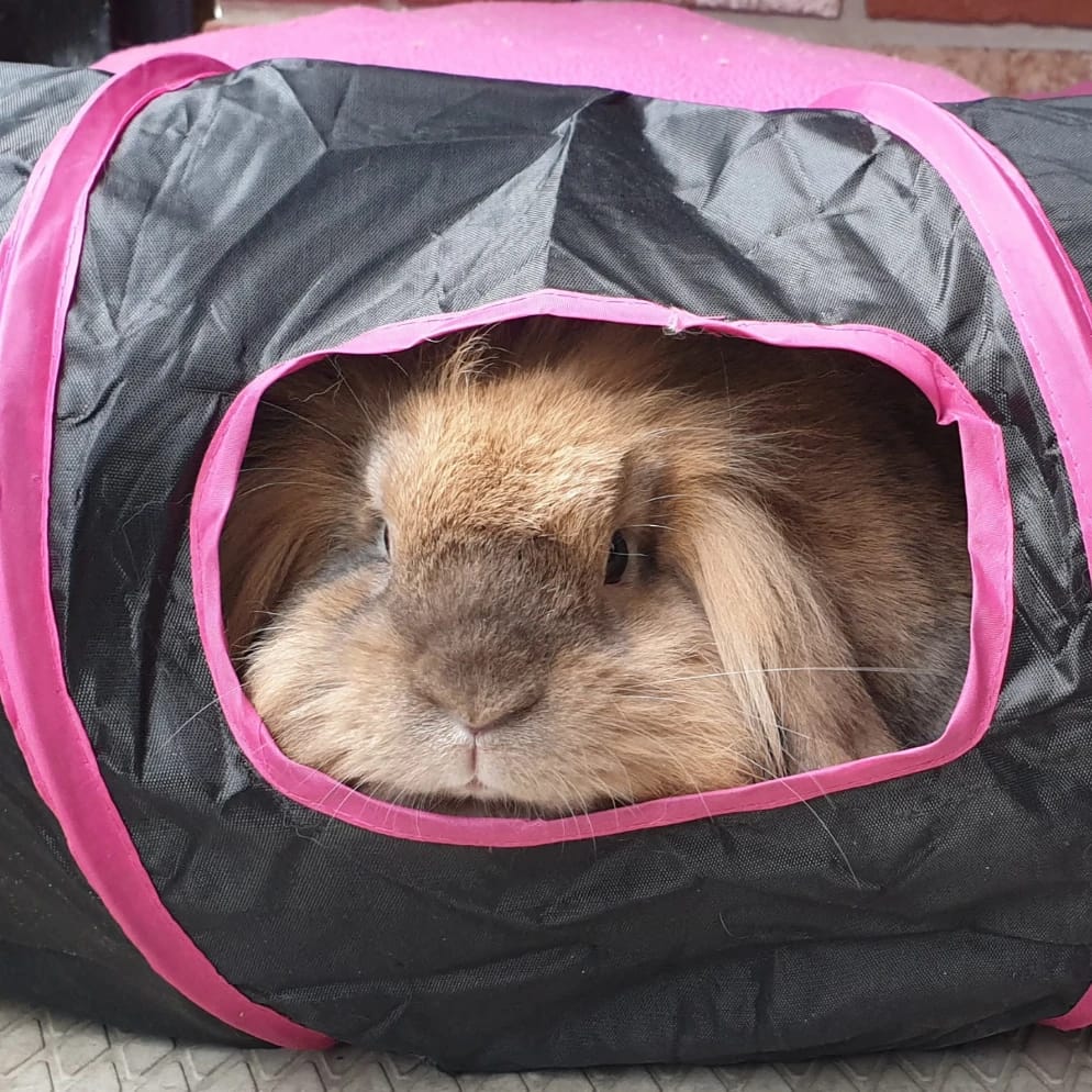 Lola