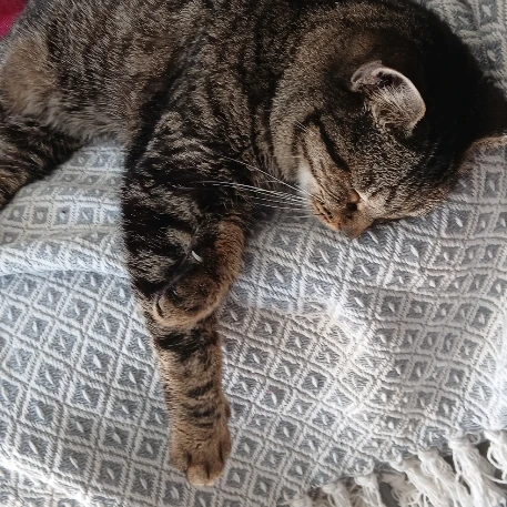 Millie