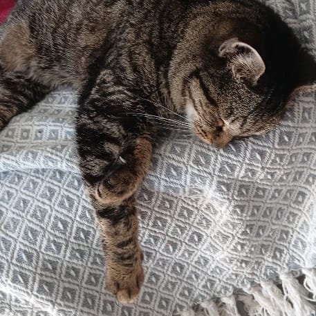 Millie