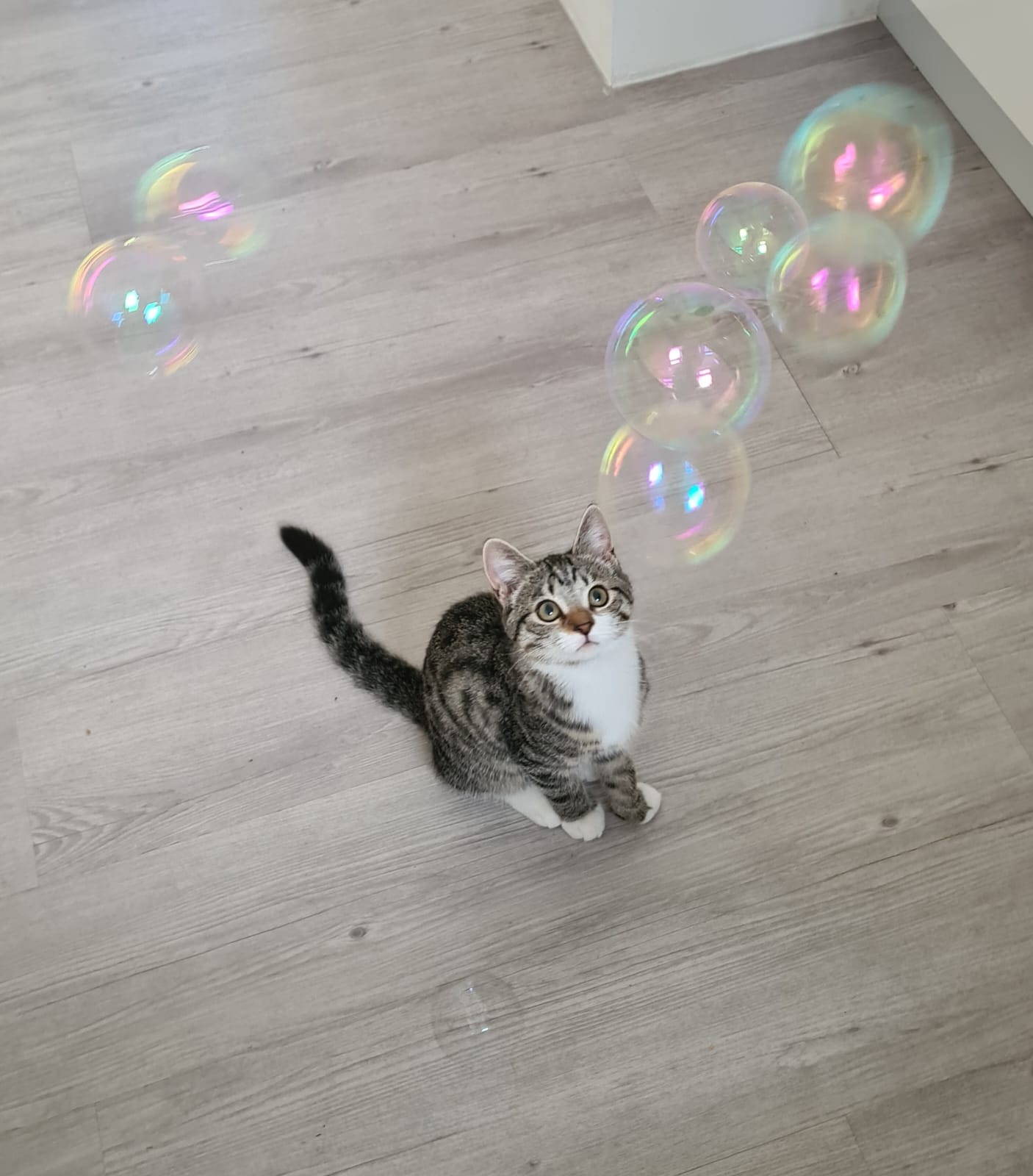 image-6