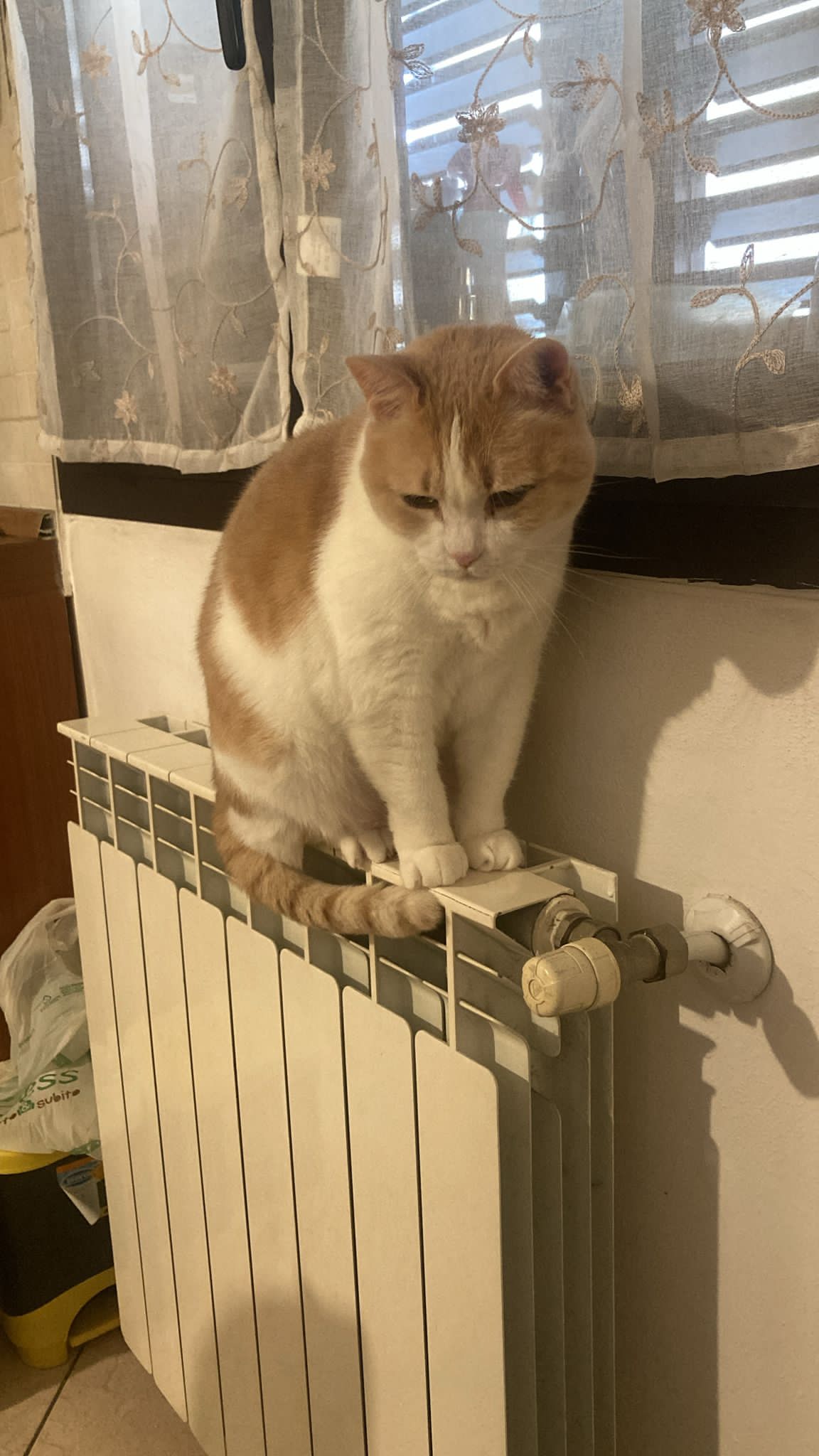 image-7