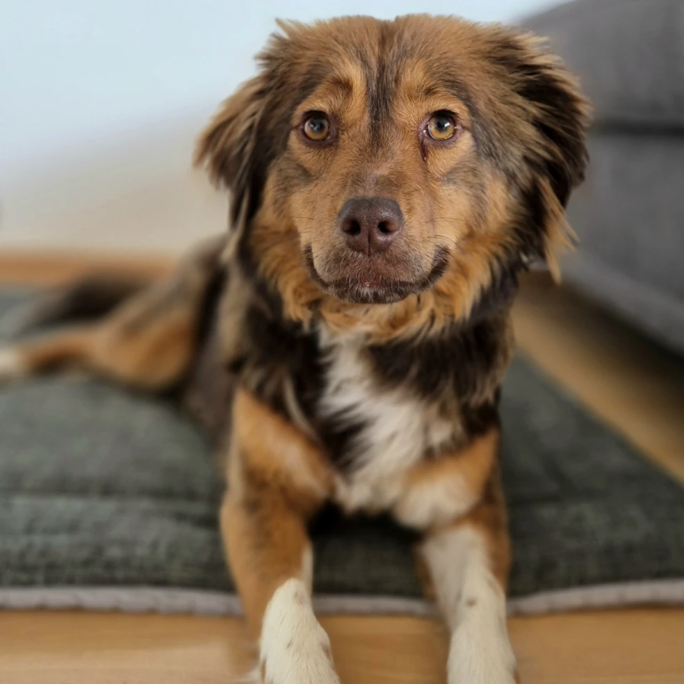 Merla