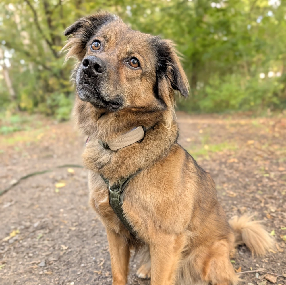 Nala