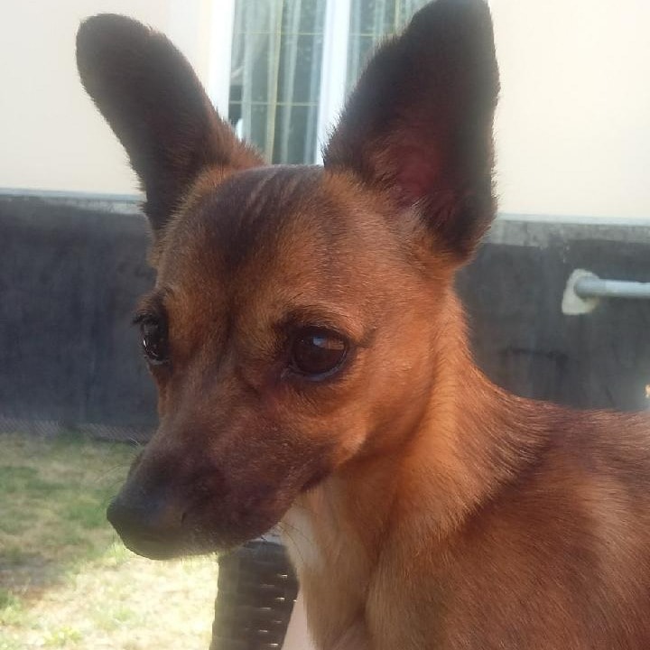 Chiquinha