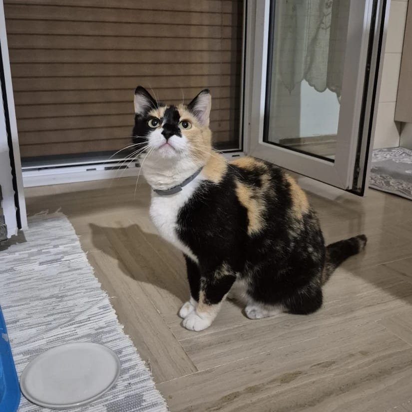 Yuki